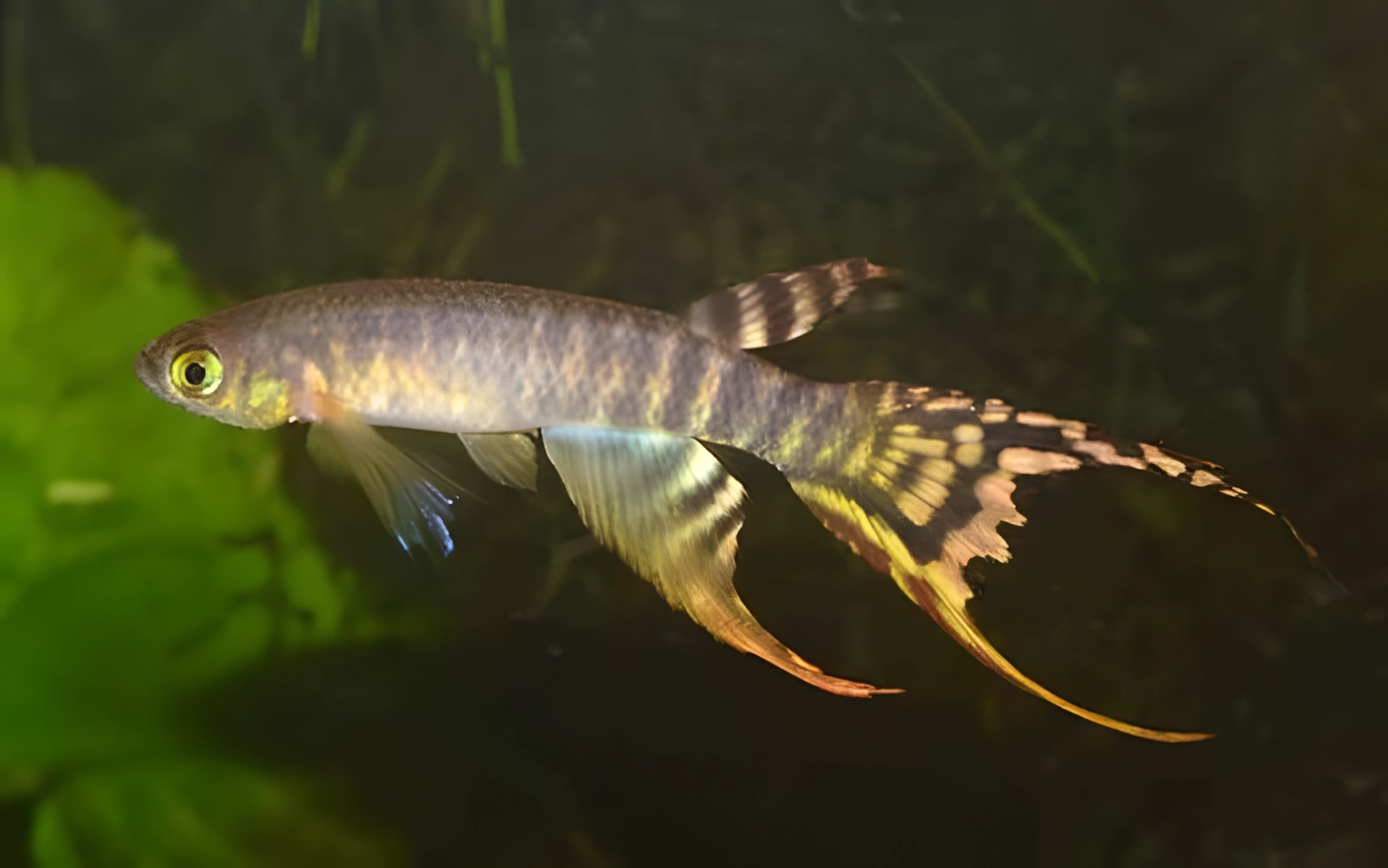 Fotografía del pez de acuario Aphyolebias peruano