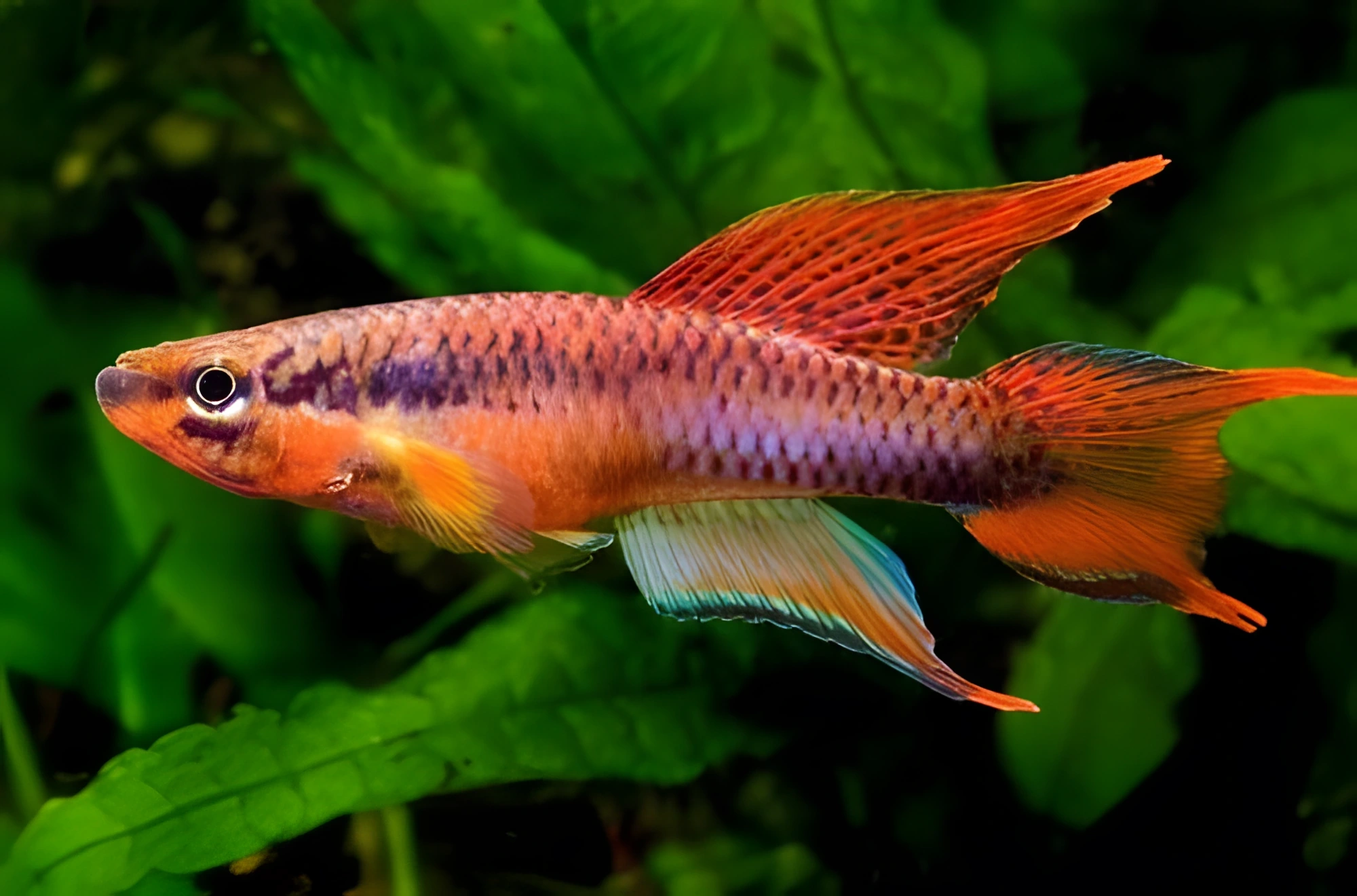 Fotografía del pez de acuario Aphyosemion de dos bandas