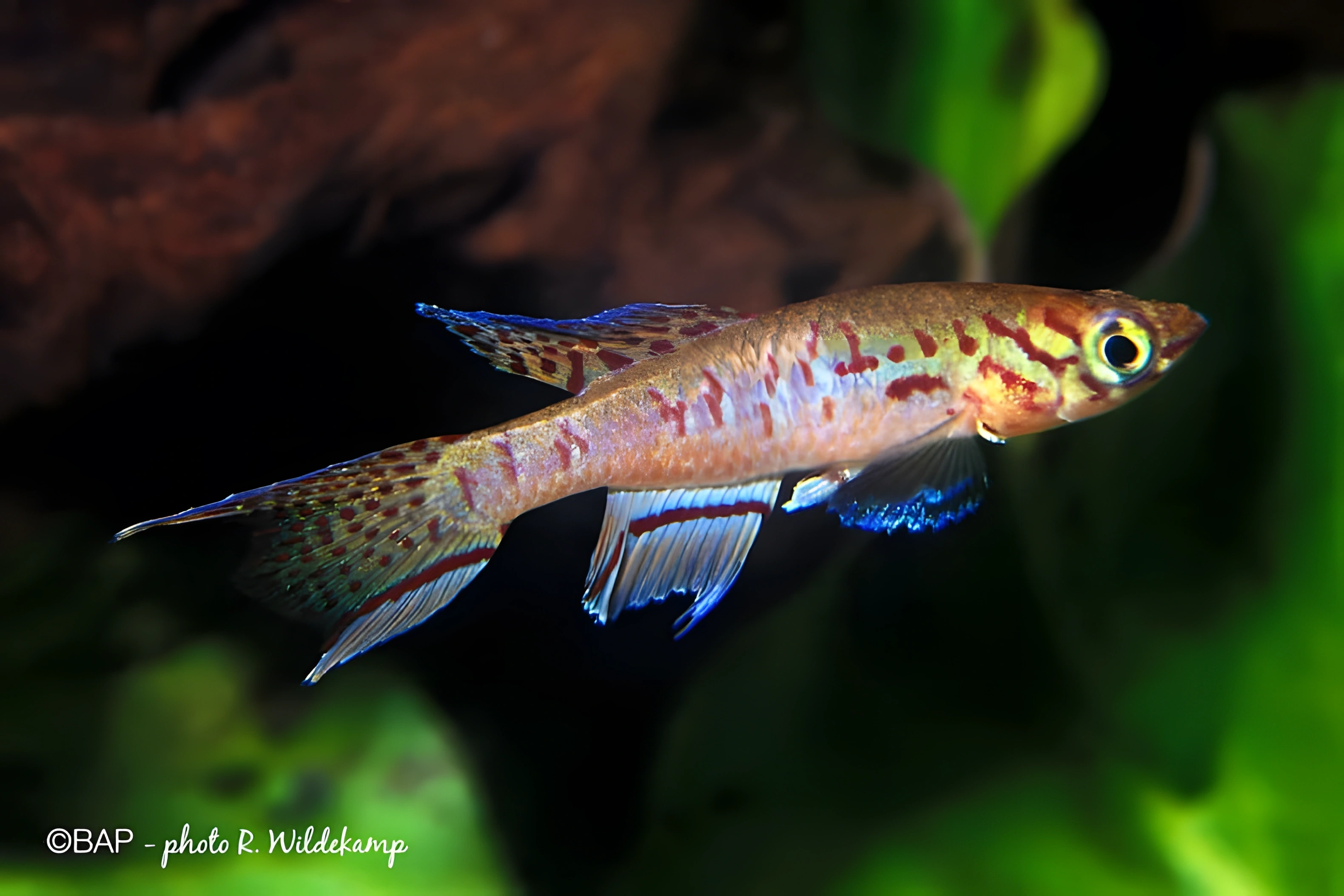 Fotografía del pez de acuario Aphyosemion filamentosum