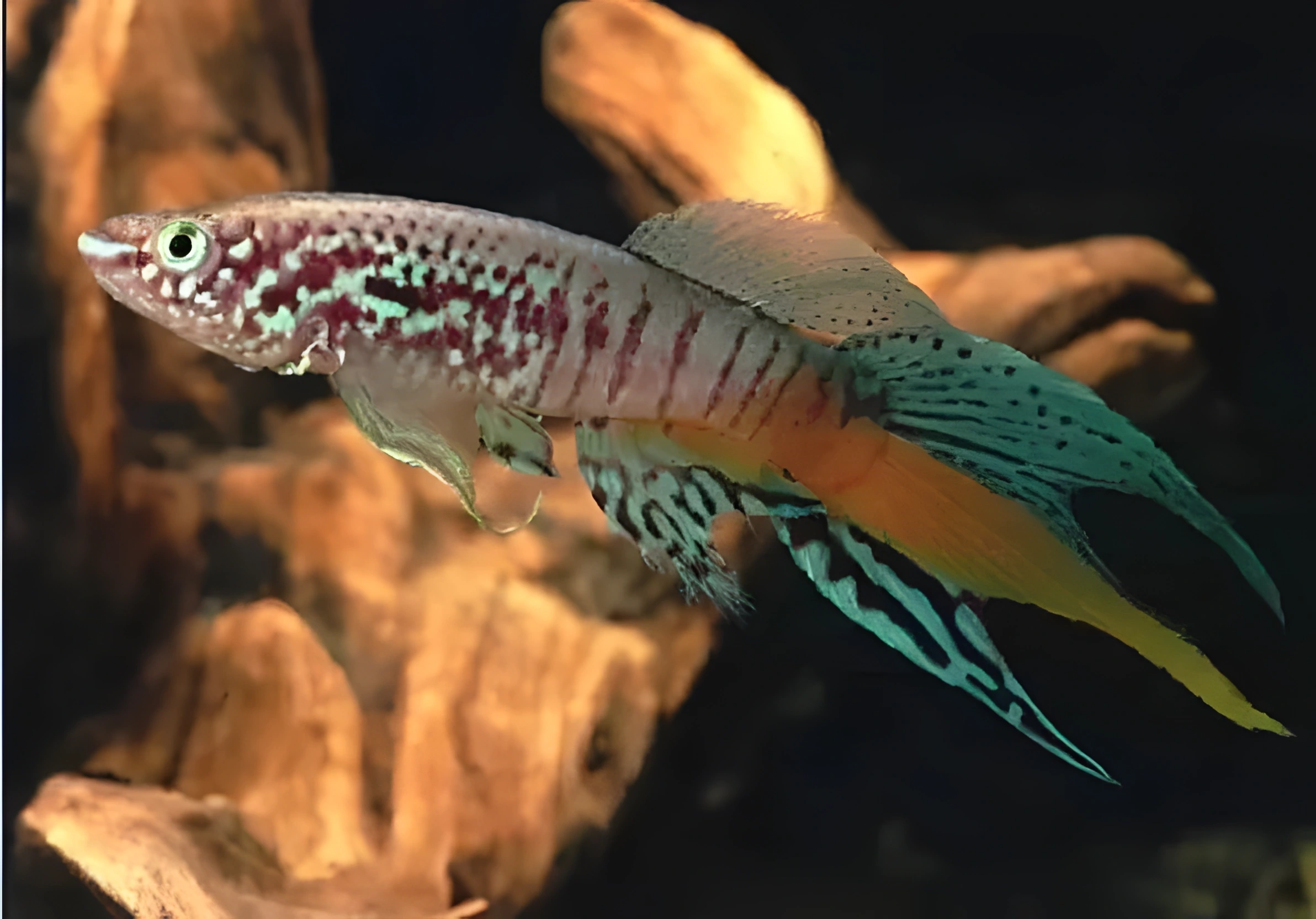 Fotografía del pez de acuario Aphyosemion azul