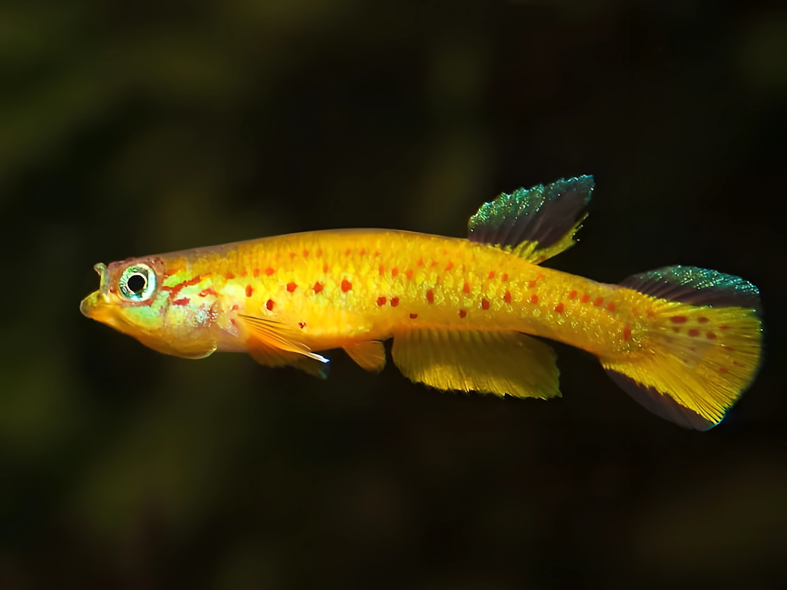 Fotografía del pez de acuario Aphyosemion del Congo