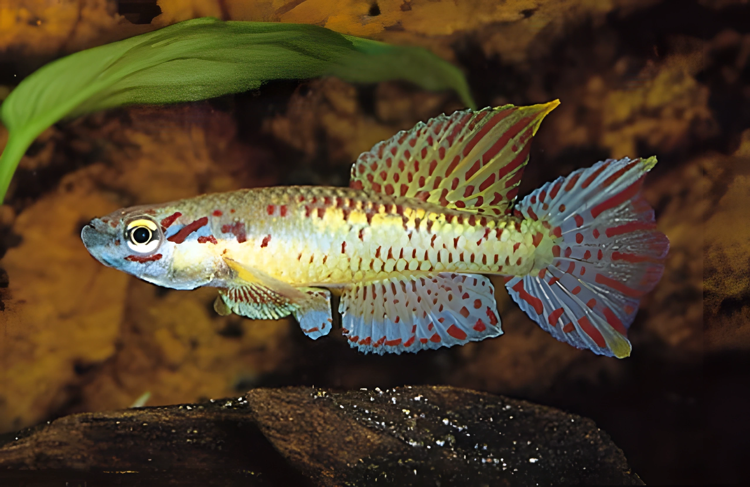 Fotografía del pez de acuario Aphyosemion de Lönnberg