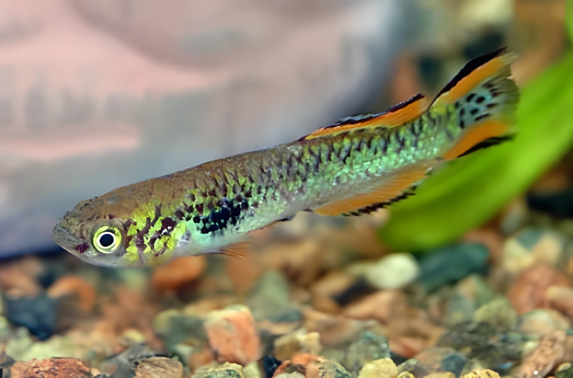 Fotografía del pez de acuario Aphyosemion de Walker