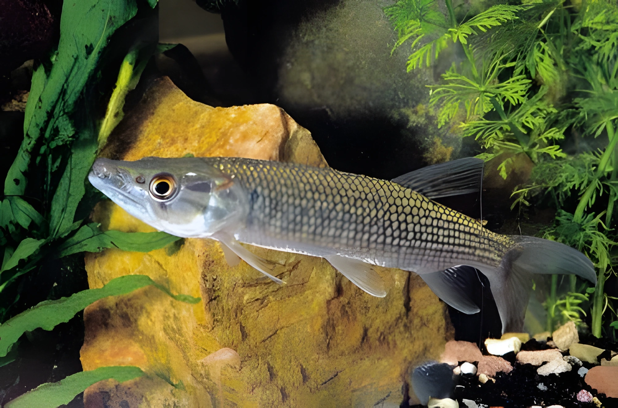 Fotografía del pez de acuario Lucio africano