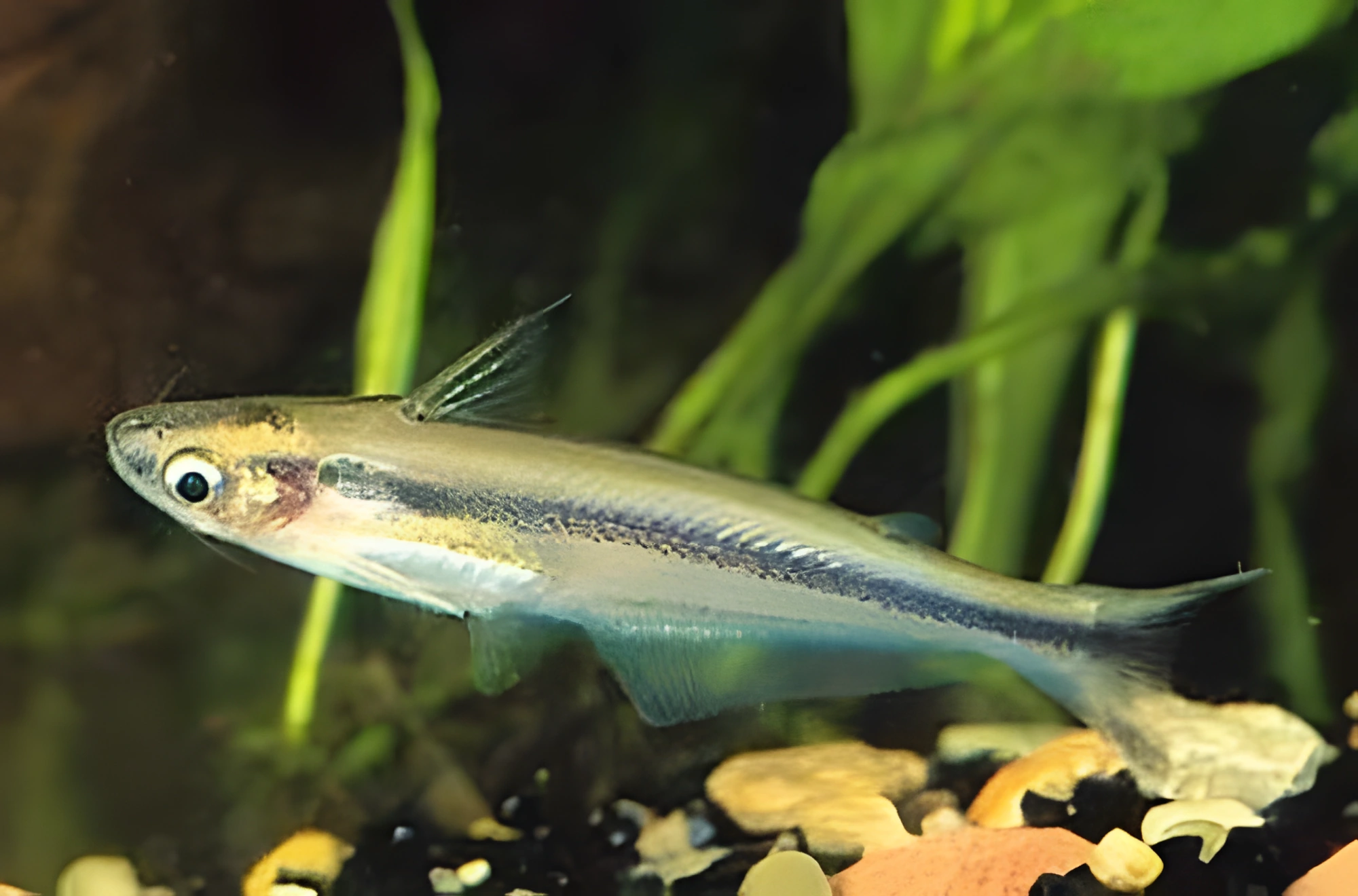 Fotografía del pez de acuario Pez gato de cristal africano