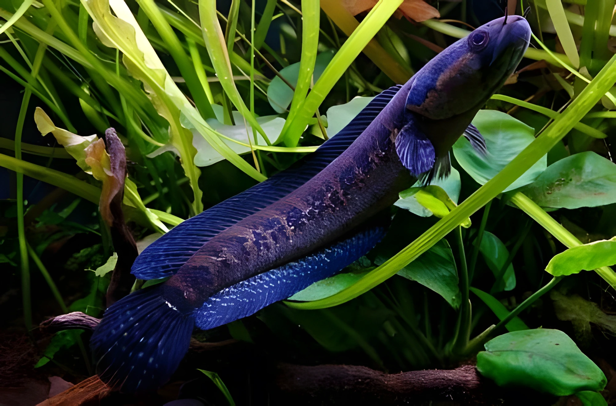 Fotografía del pez de acuario Pez cabeza de serpiente africano
