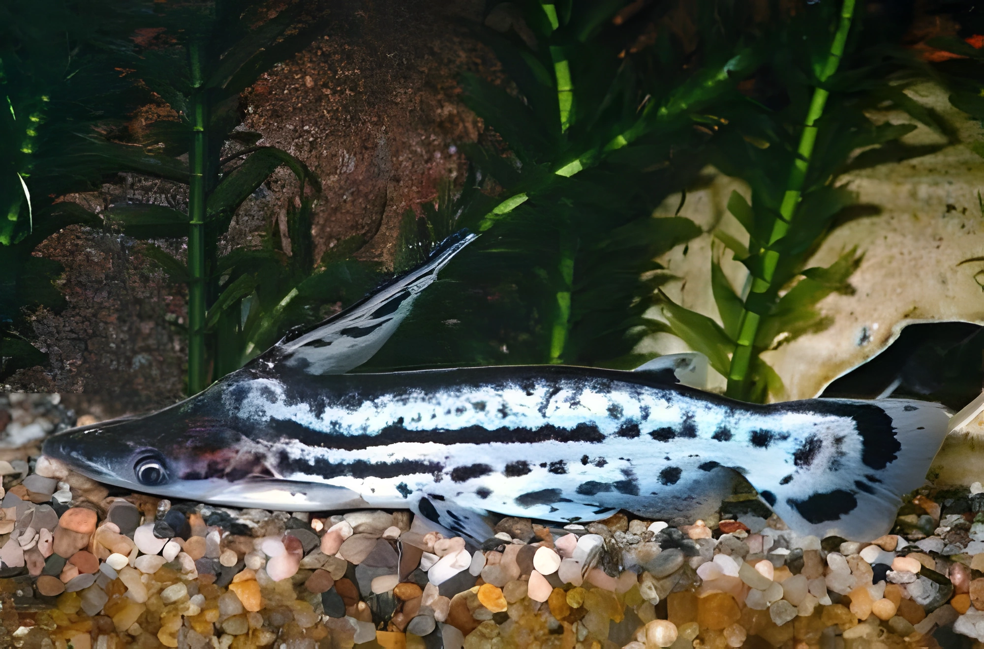 Fotografía del pez de acuario Ageneiosus