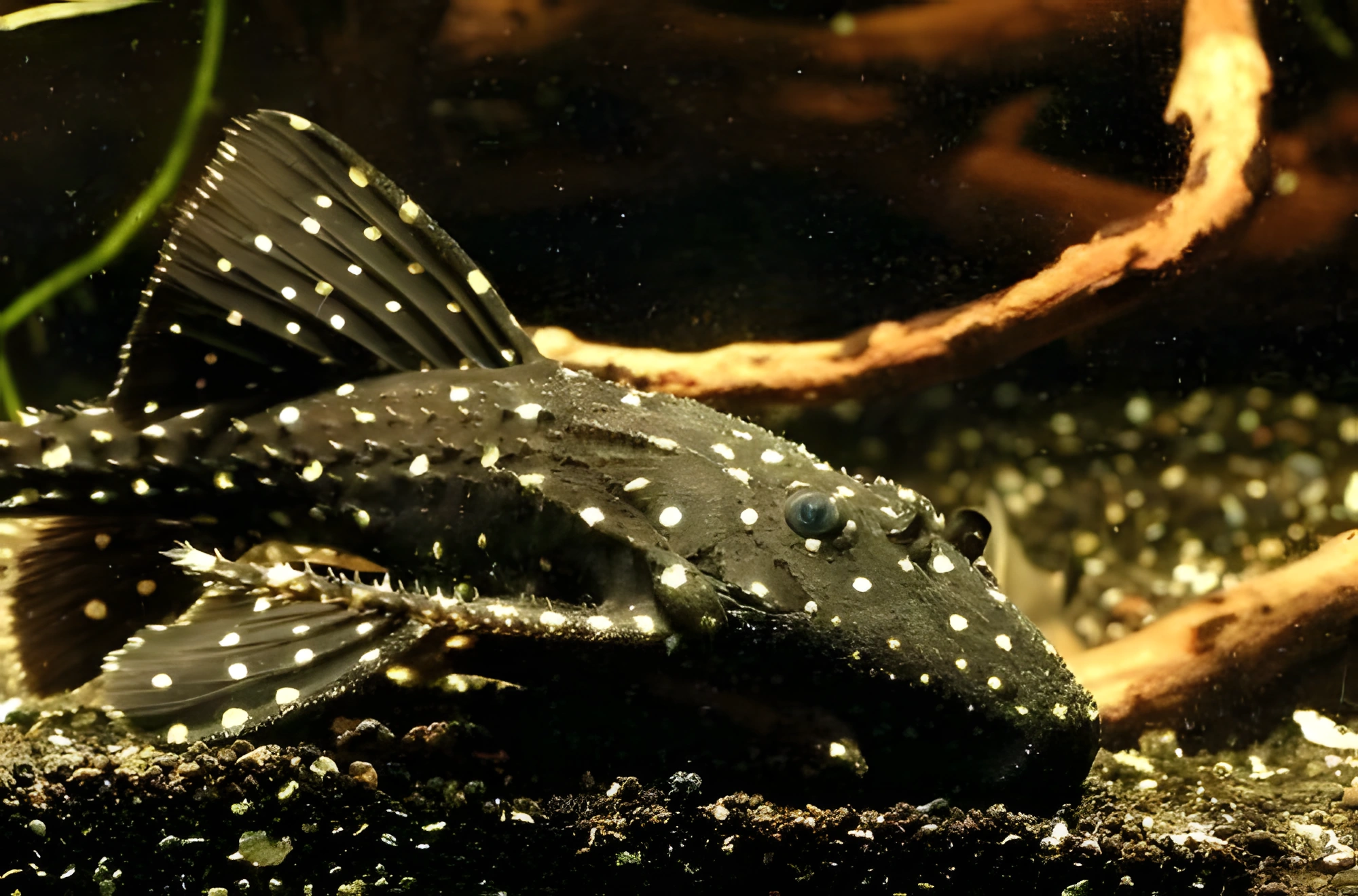 Fotografía del pez de acuario Acanthicus adonis