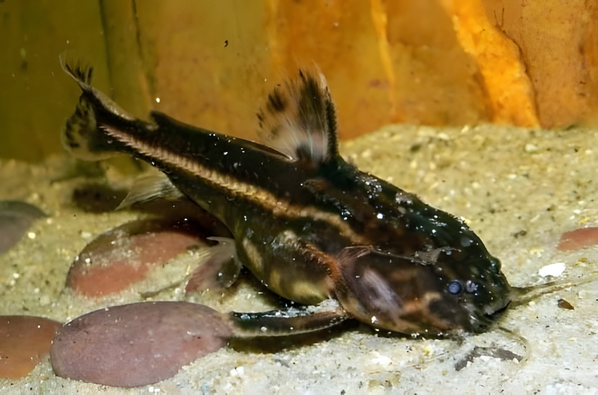Fotografía del pez de acuario Acanthodoras chocolate