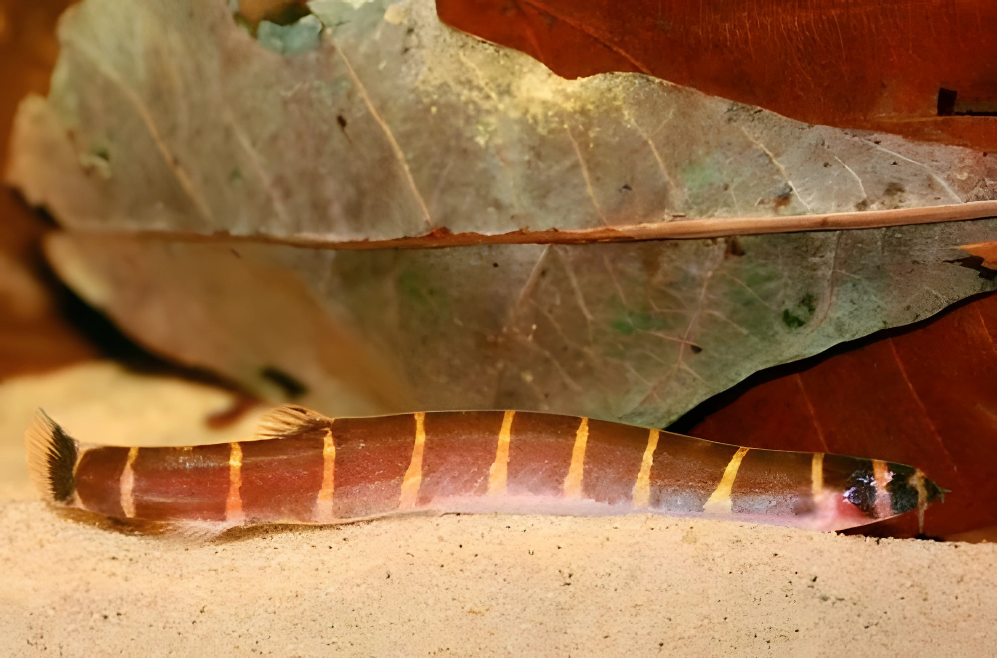 Fotografía del pez de acuario Acanthophthalmus de Myers