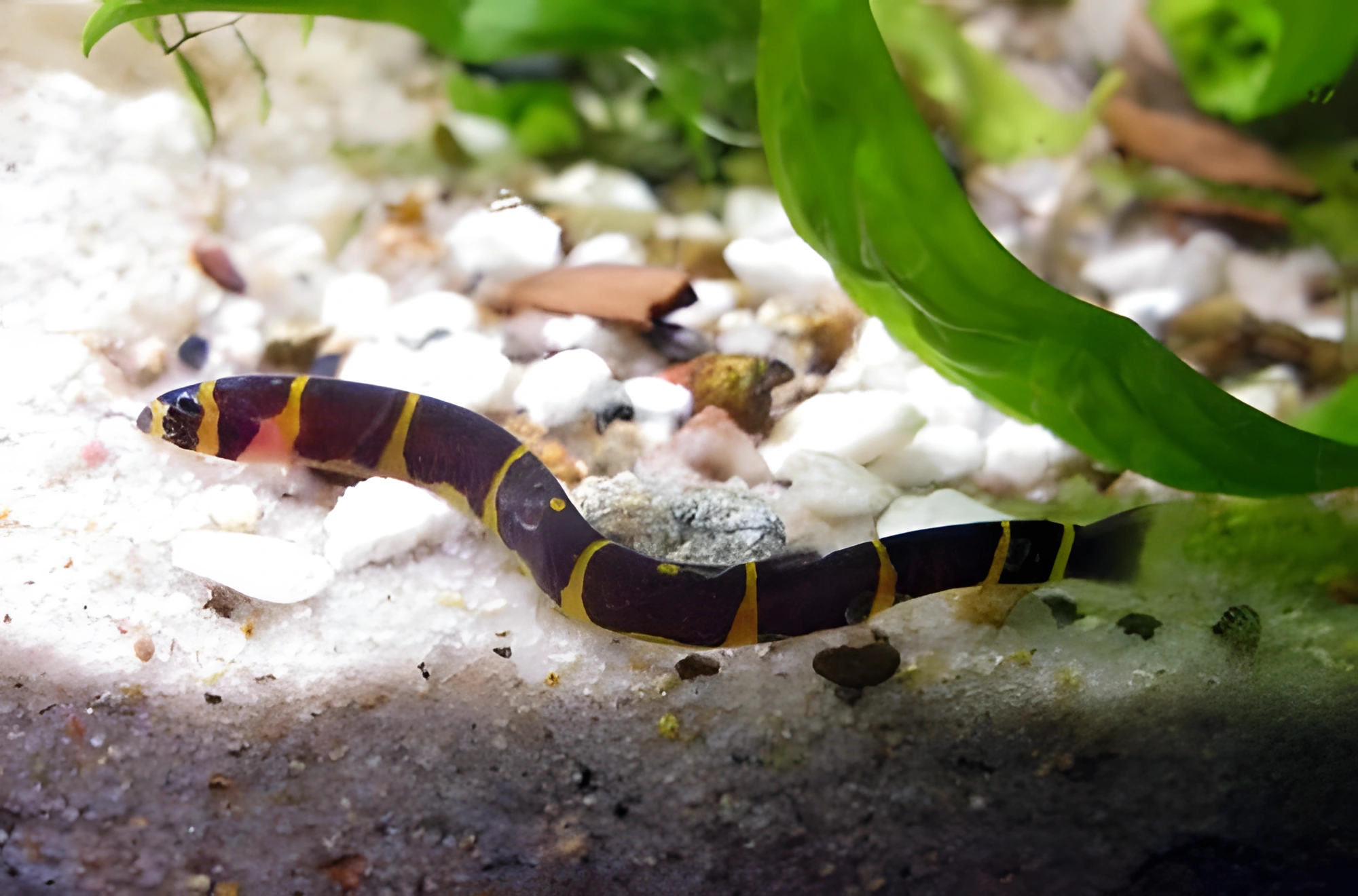 Photo of aquarium fish Kuhli Loach