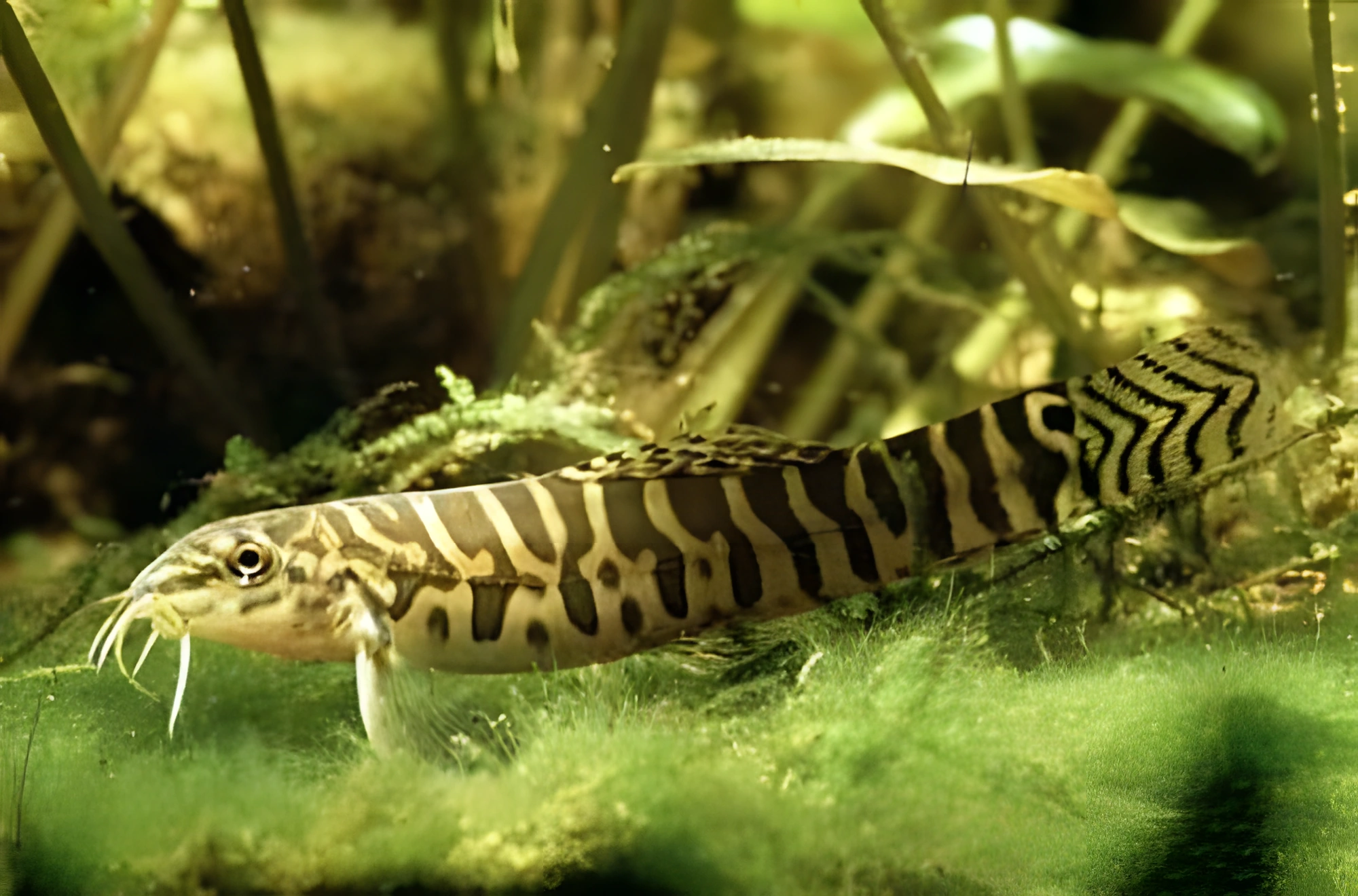 Fotografía del pez de acuario Acanthocobitis urophthalmus