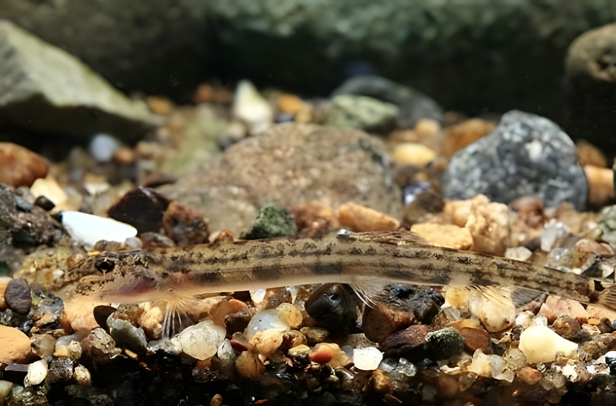 Fotografía del pez de acuario Acanthopsoides molobrion