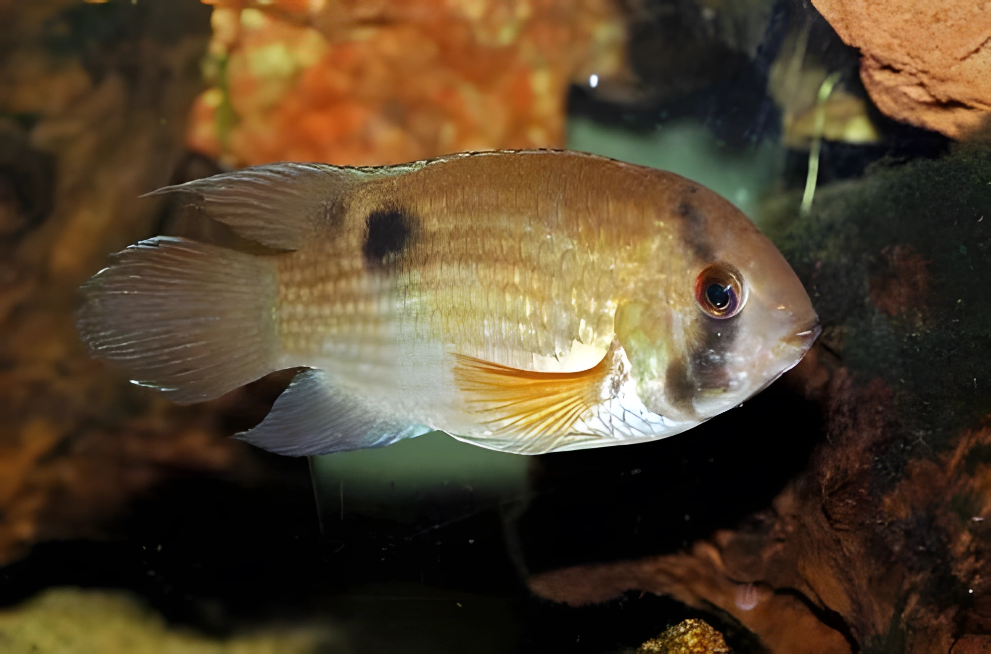 Fotografía del pez de acuario Acará Maronii