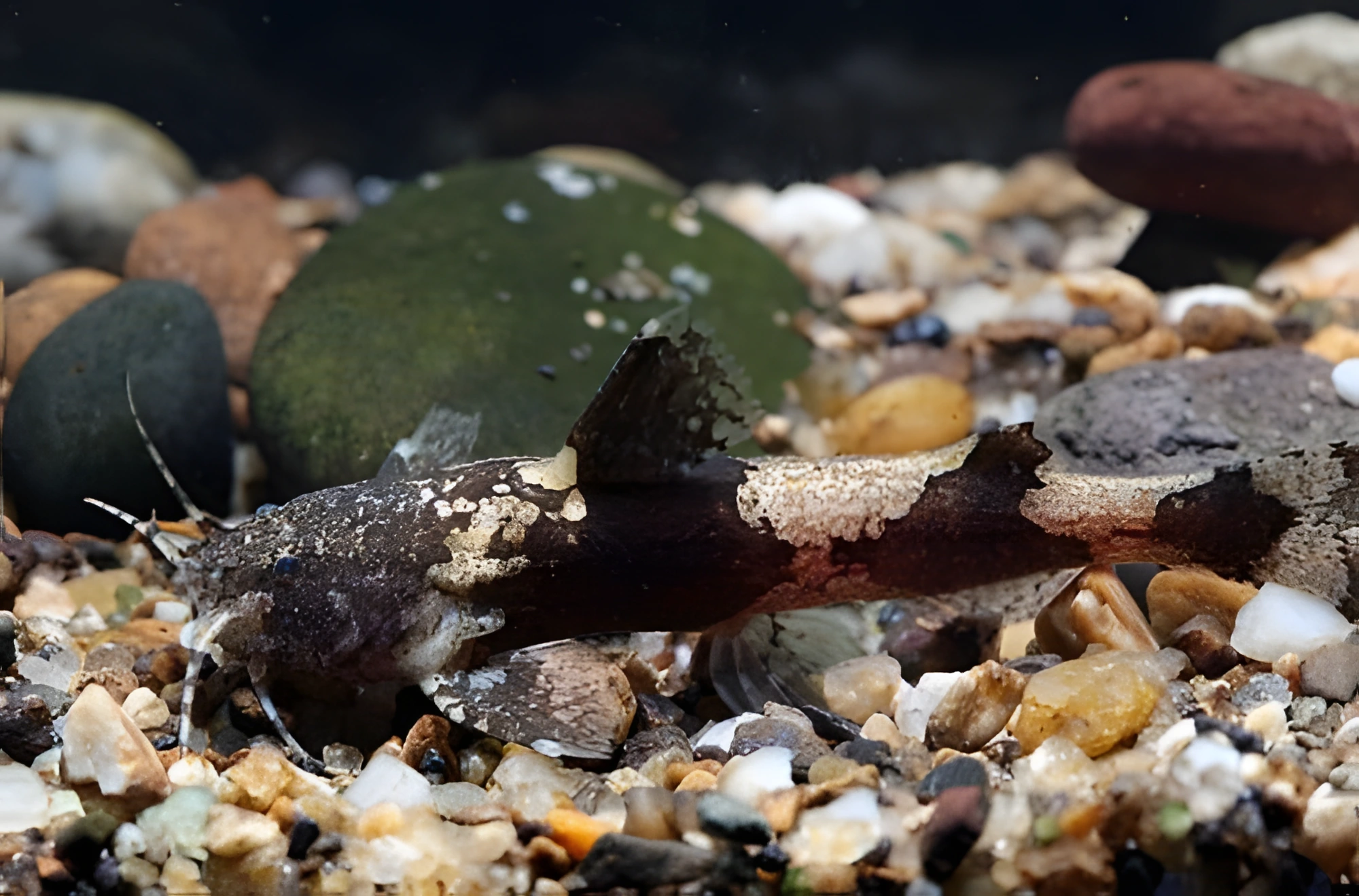 Fotografía del pez de acuario Akysis hendricksoni