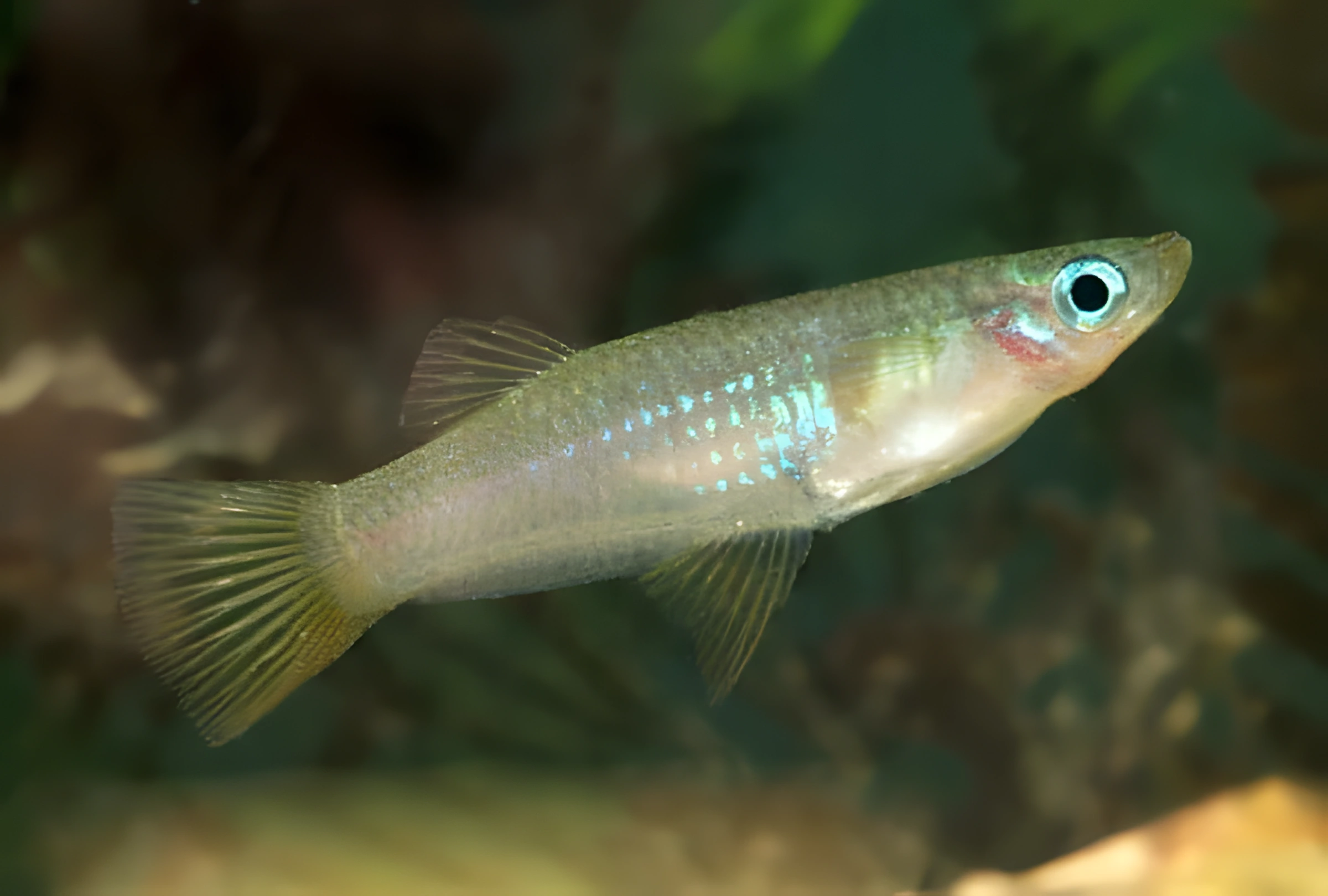 Fotografía del pez de acuario Alfaro turquesa