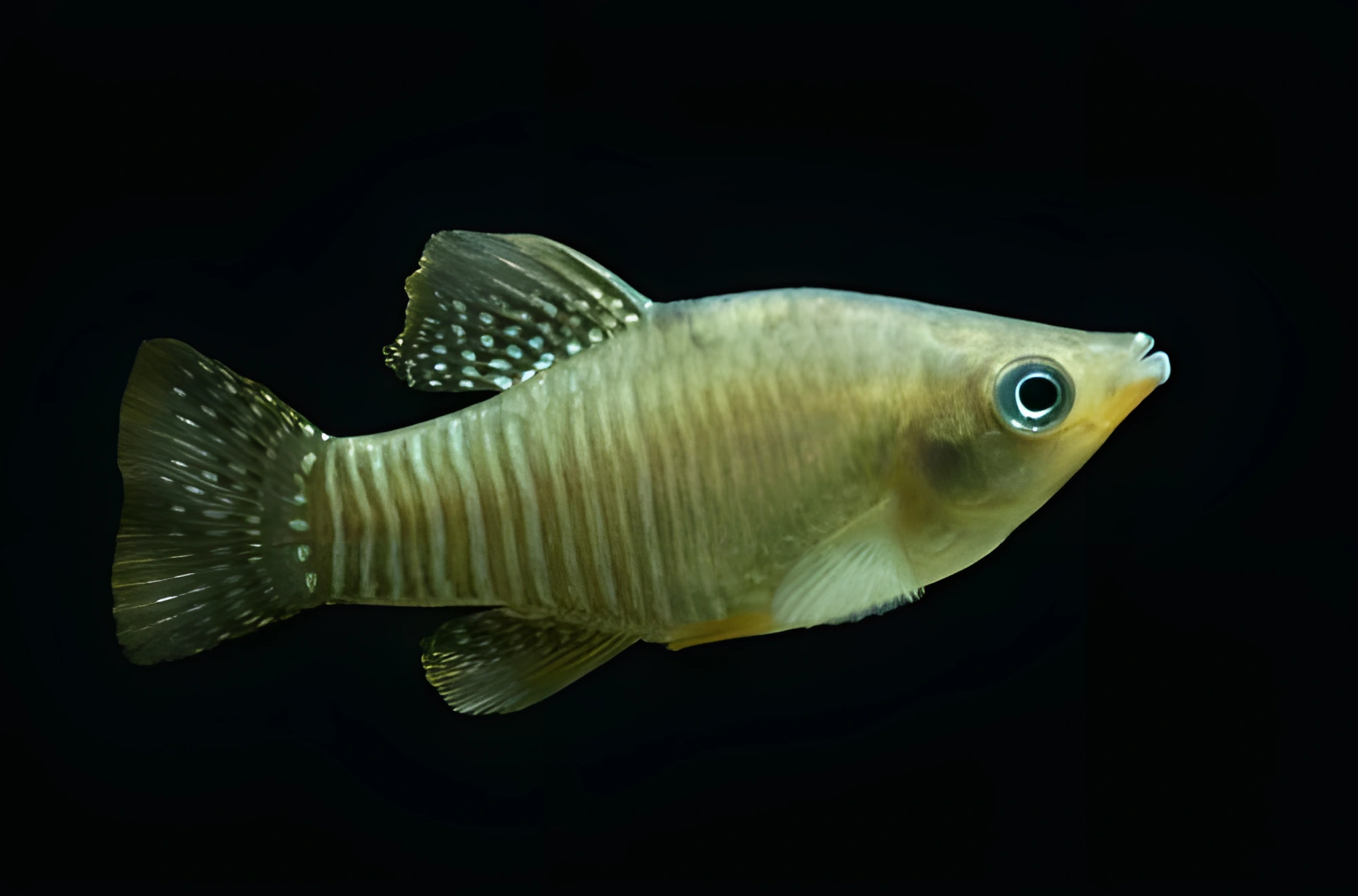 Fotografía del pez de acuario Killi diamante