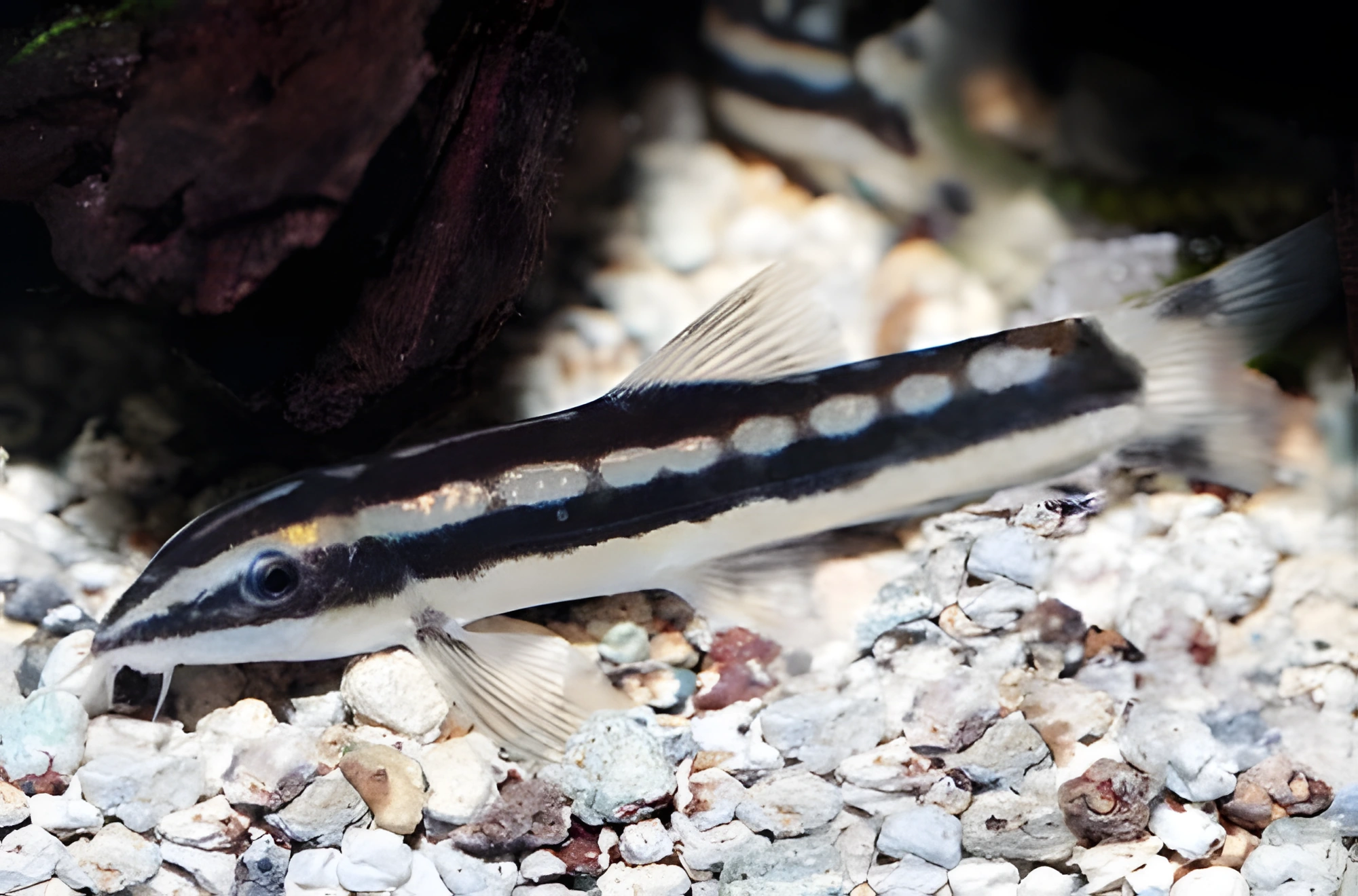 Fotografía del pez de acuario Ambastaia nigrolineata