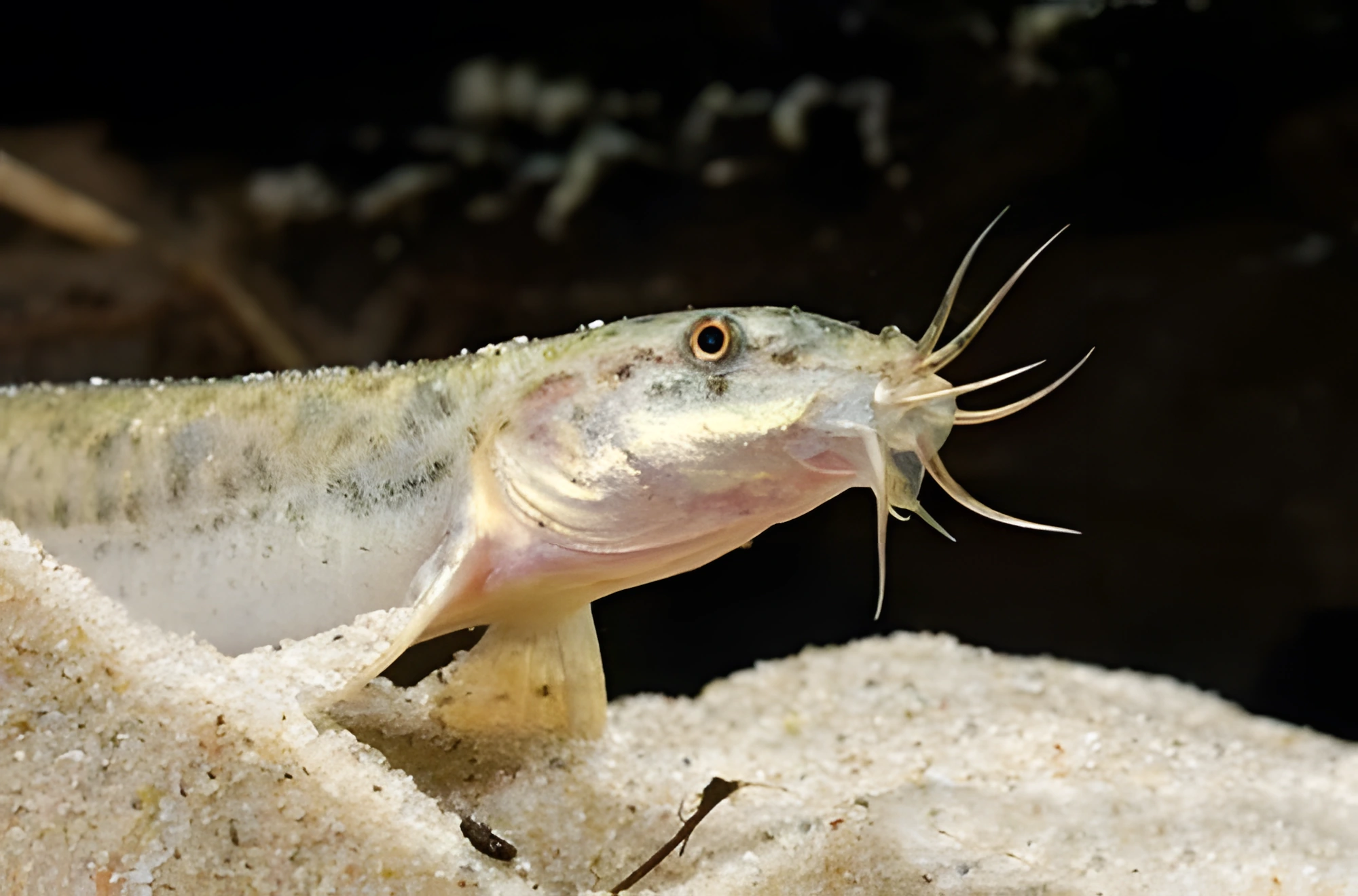 Fotografía del pez de acuario Locha del Amur
