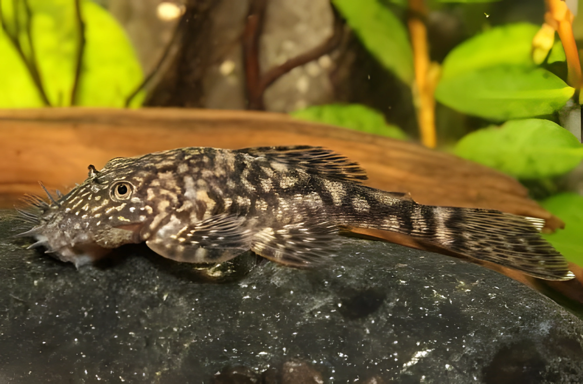 Fotografía del pez de acuario Ancistrus Claro
