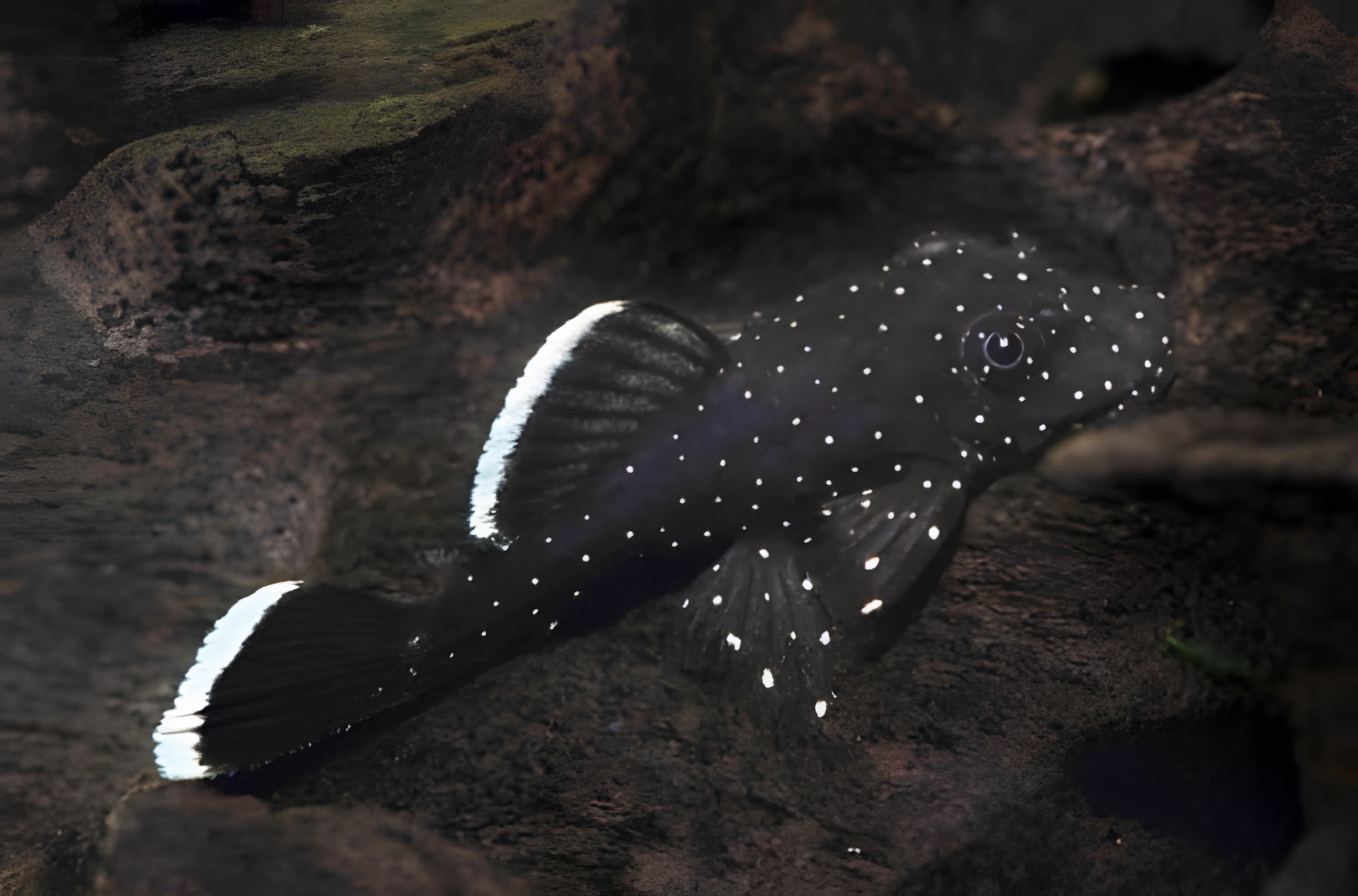 Fotografía del pez de acuario Ancistrus común