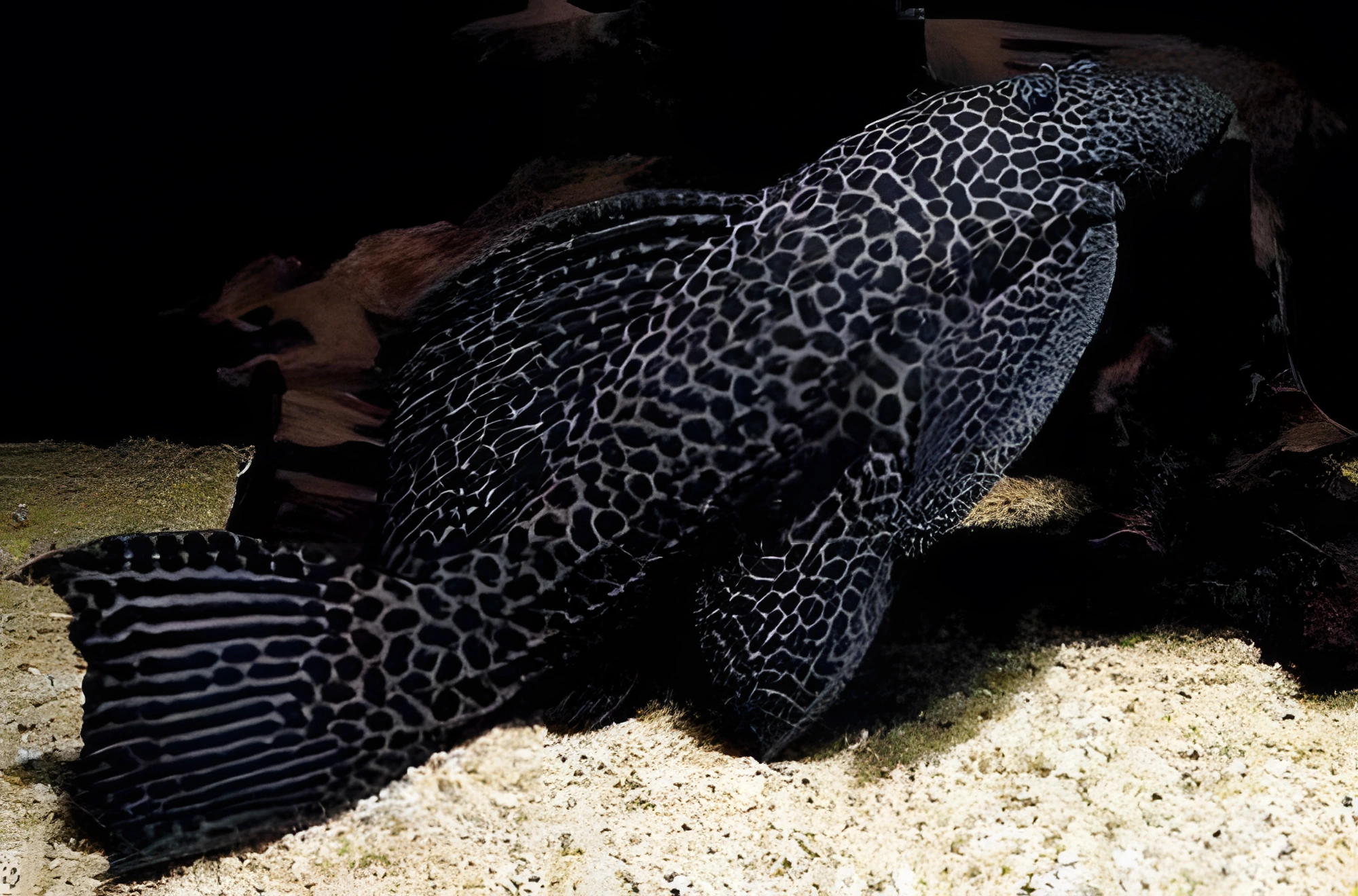 Fotografía del pez de acuario Ancistrus del Paraná