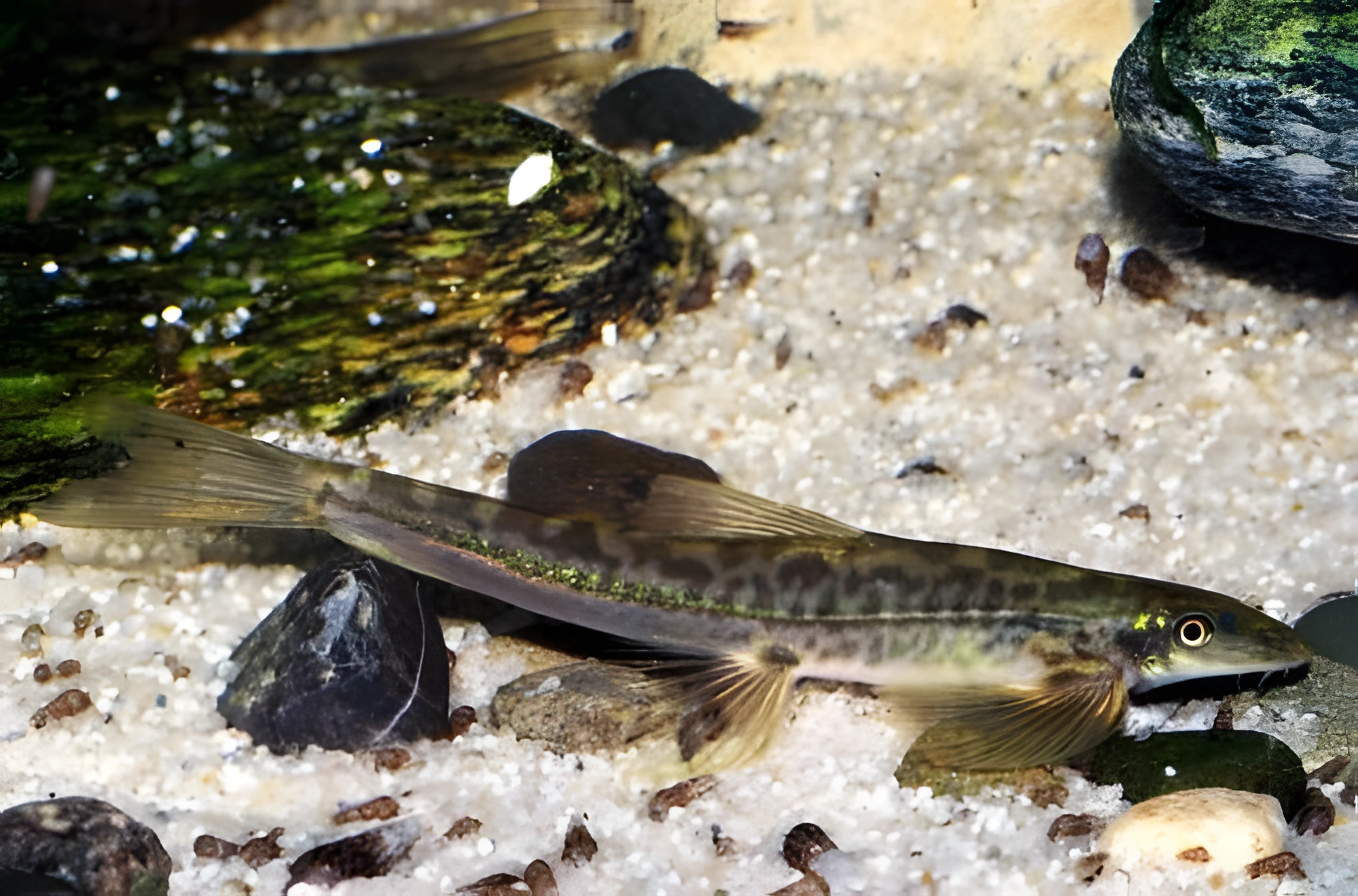 Fotografía del pez de acuario Annamia normani