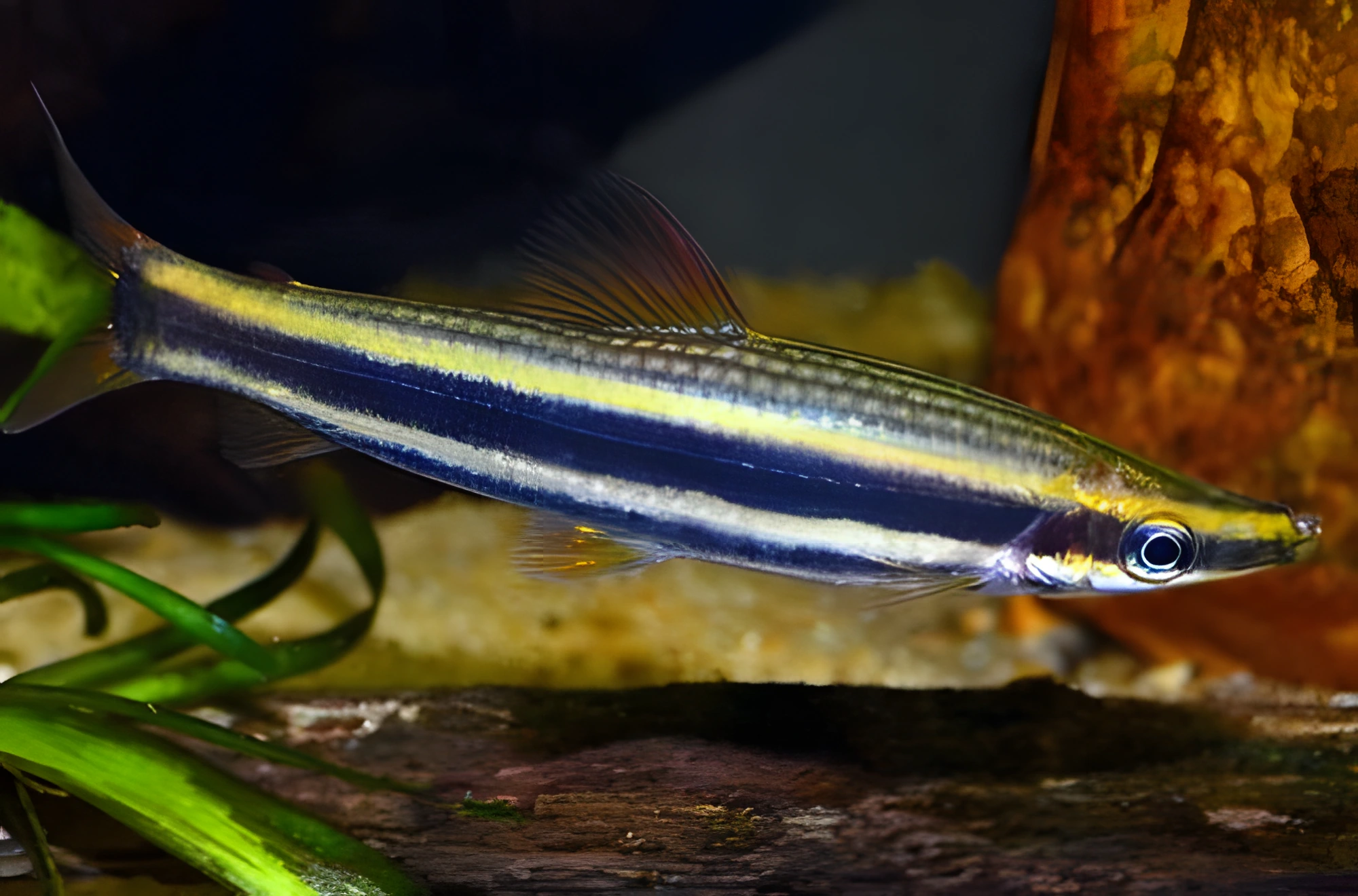 Fotografía del pez de acuario Anostomus ternetzi