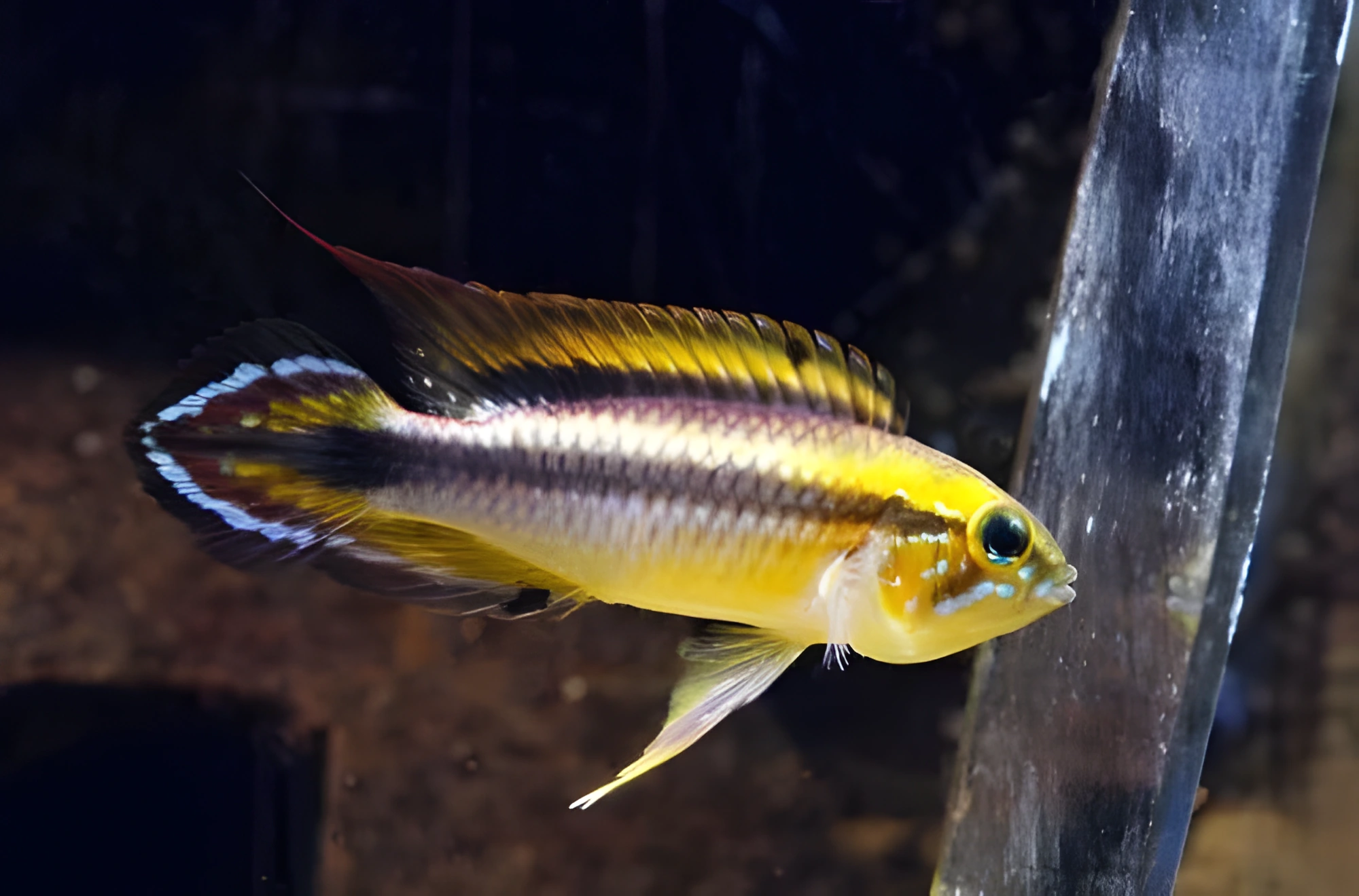 Fotografía del pez de acuario Cíclido enano de Agassiz