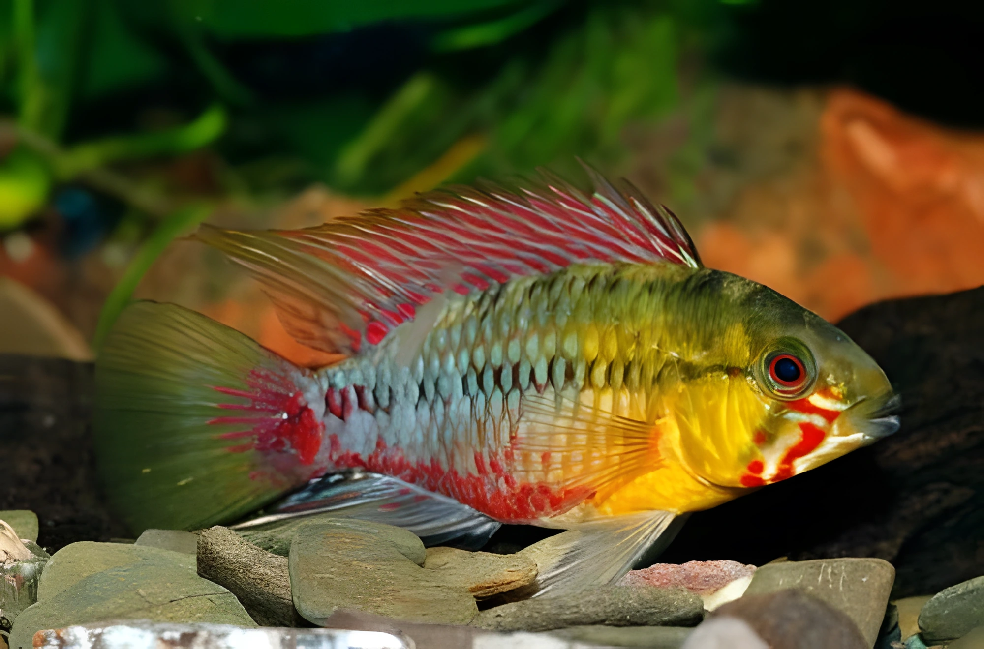 Fotografía del pez de acuario Cíclido enano de Hongslo