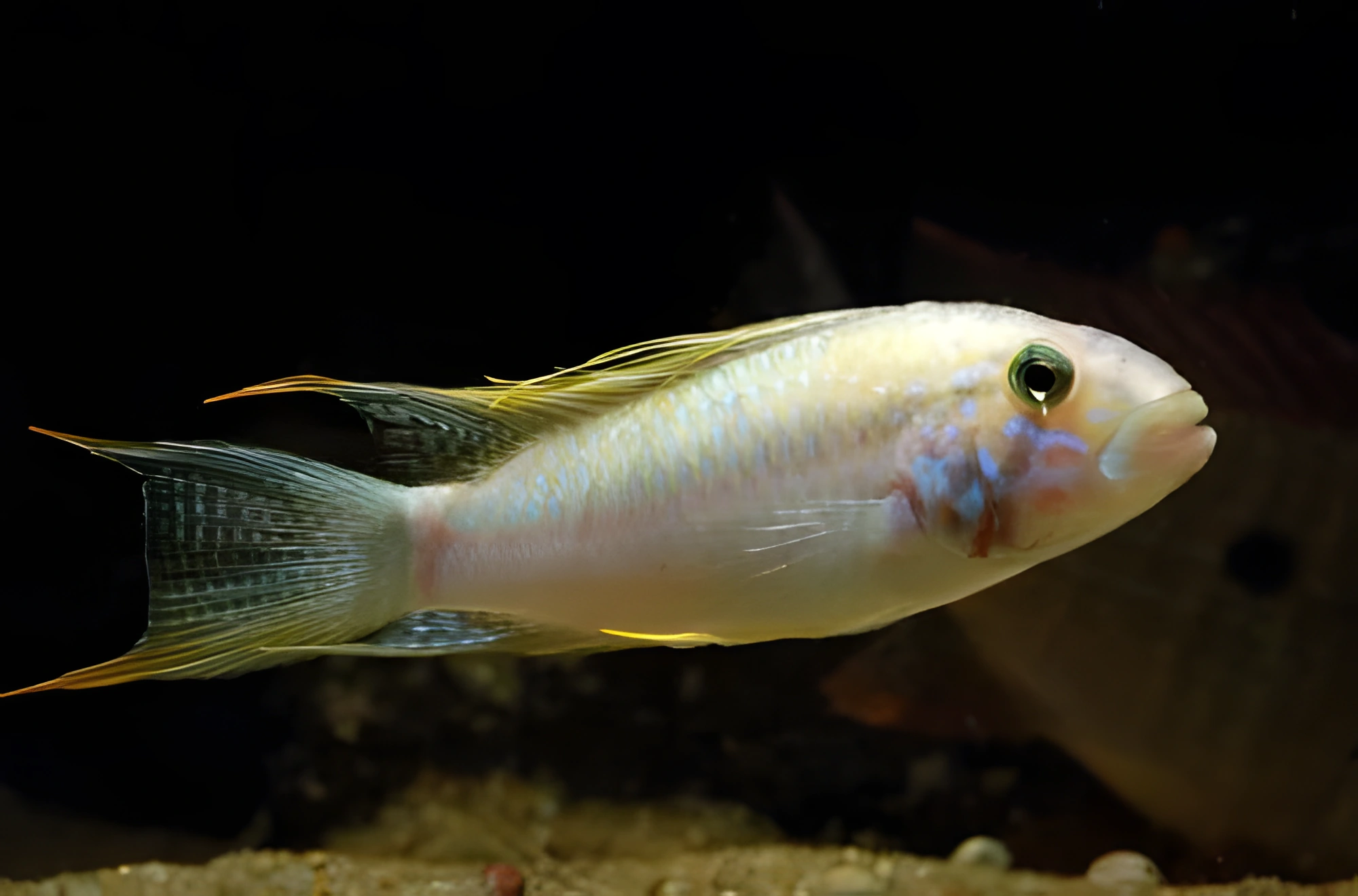 Fotografía del pez de acuario Apistogramma kelleri