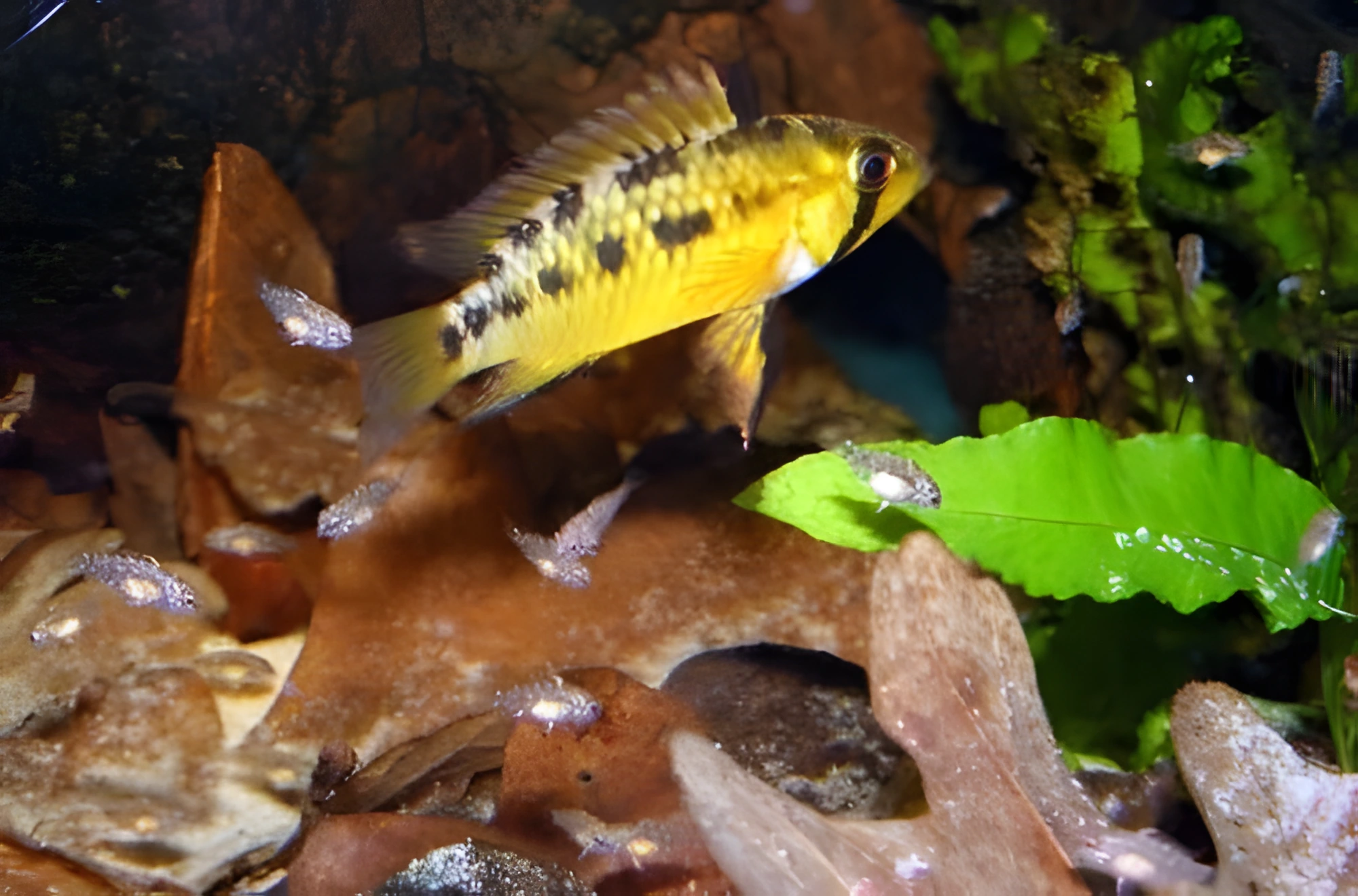 Fotografía del pez de acuario Apistogramma de Macmaster