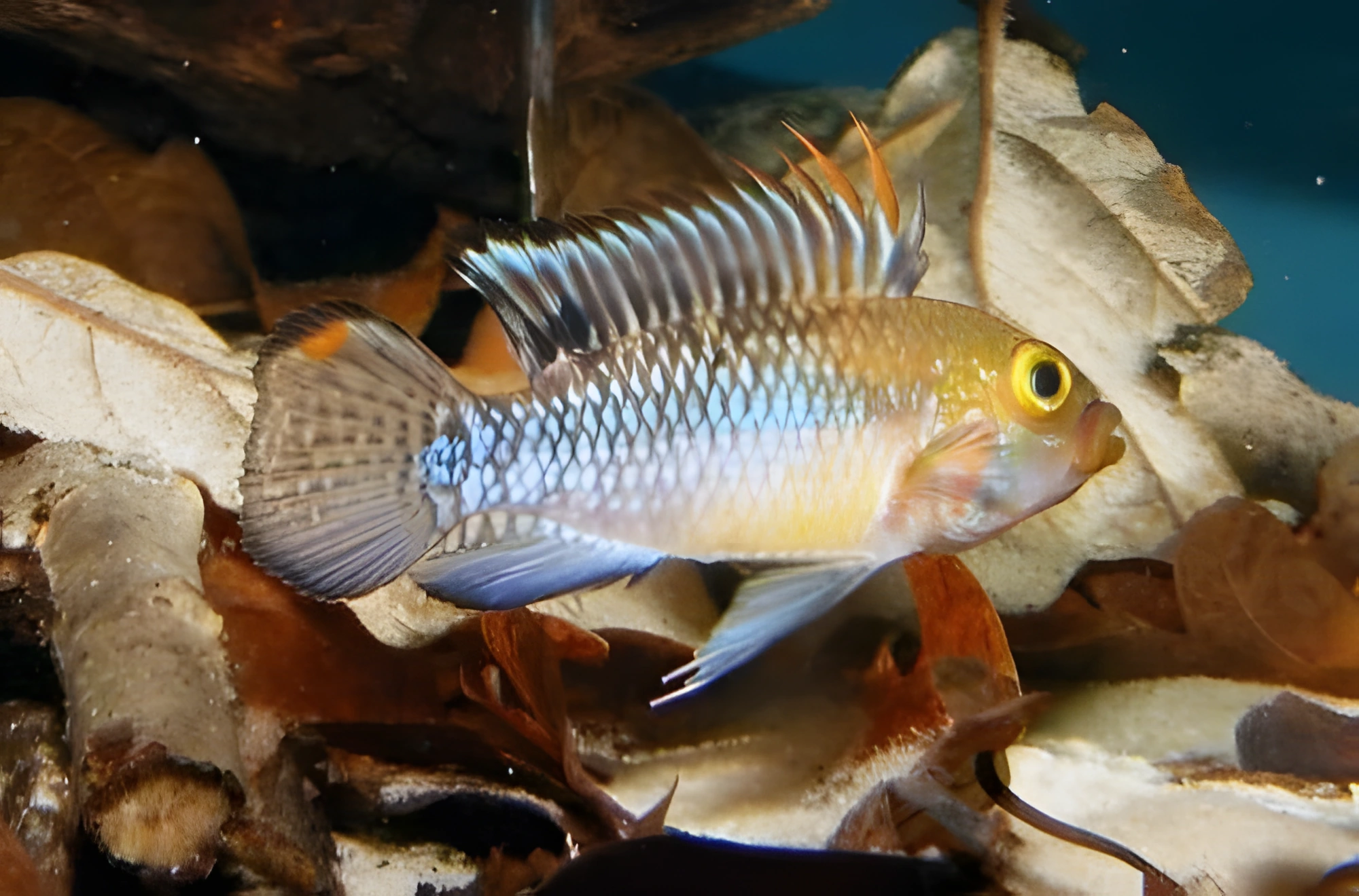 Fotografía del pez de acuario Apistogramma de Norbert