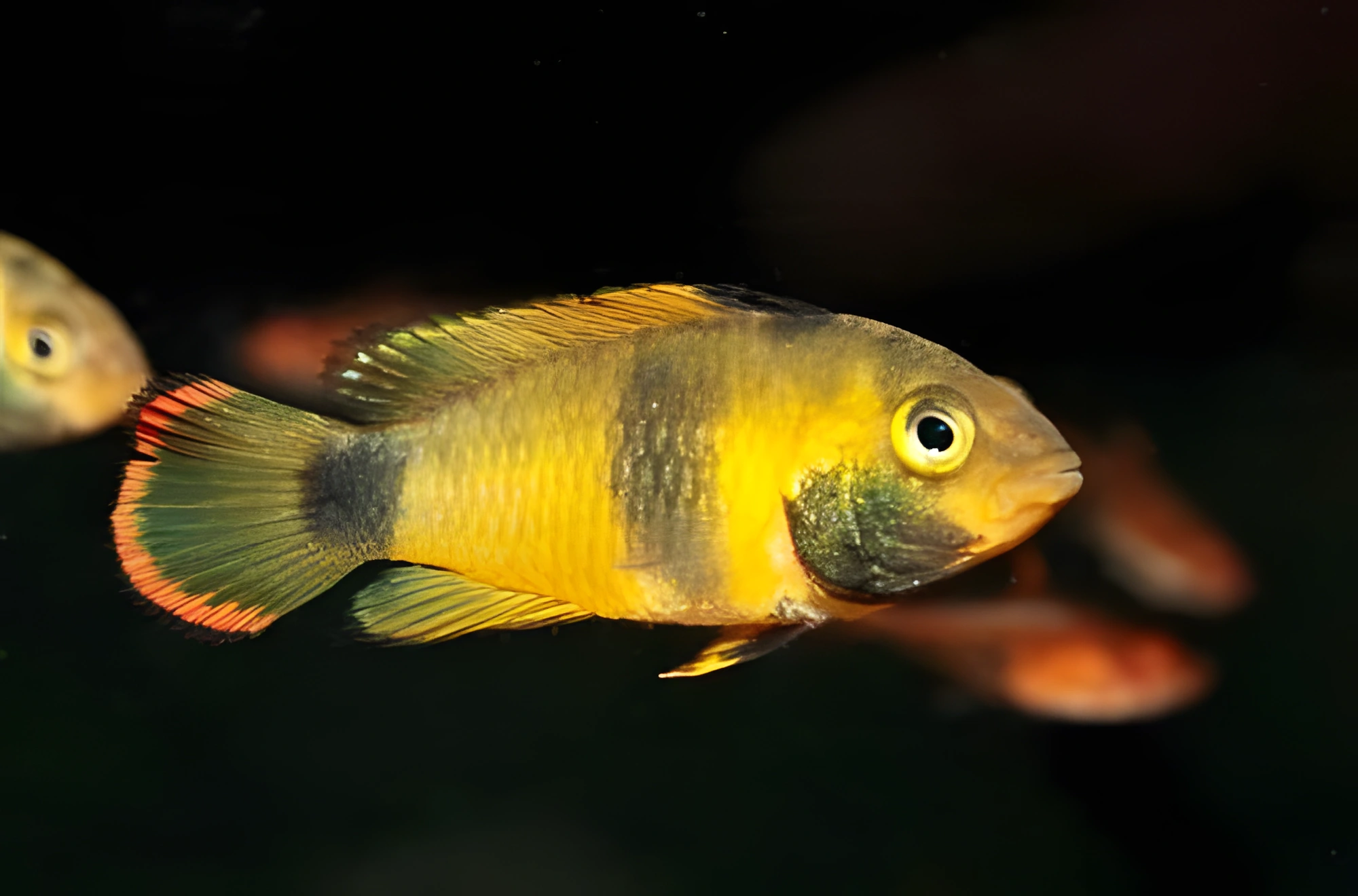 Fotografía del pez de acuario Apistogramma panda