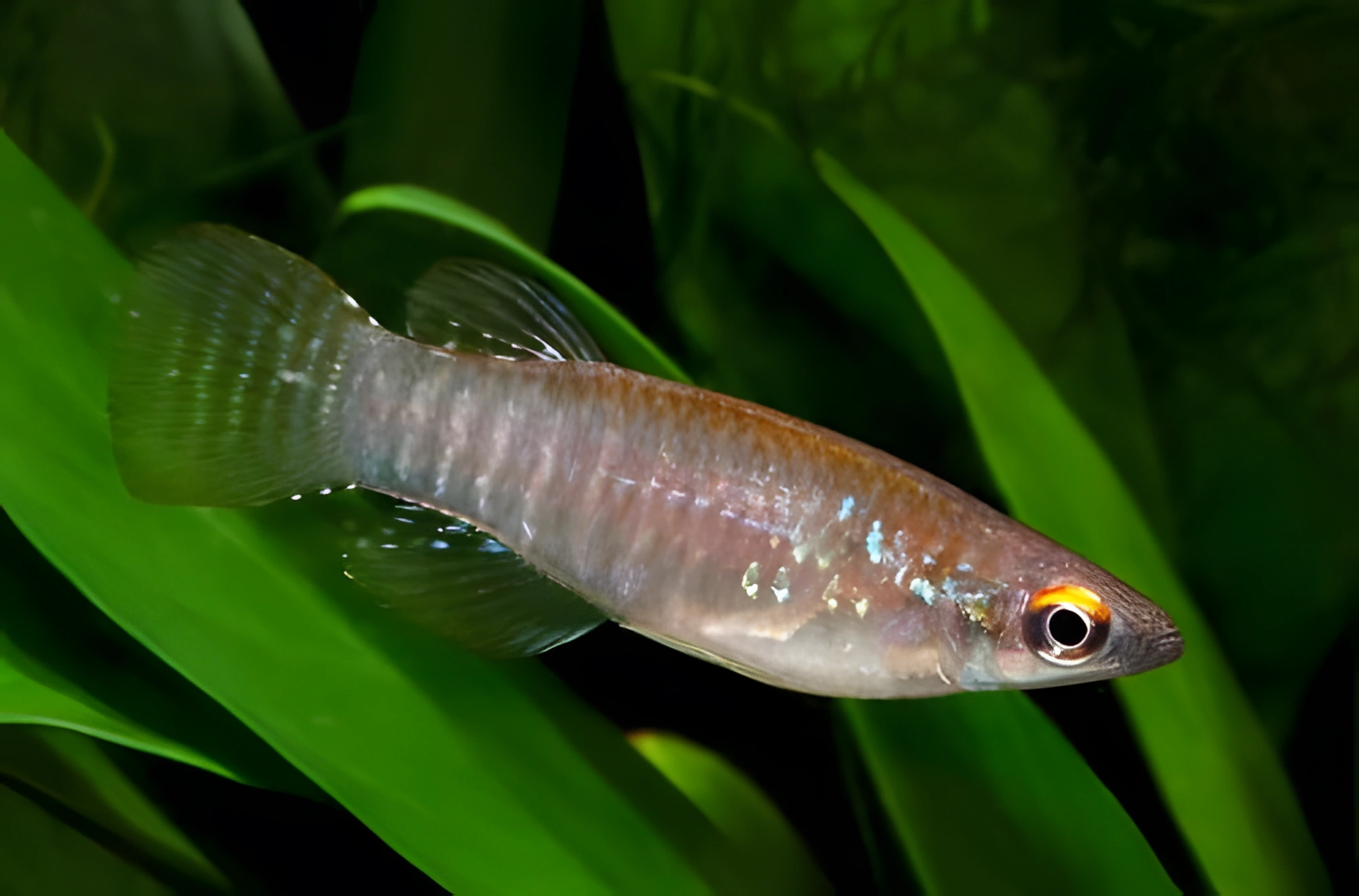 Fotografía del pez de acuario Aplocheilichthys spilauchen