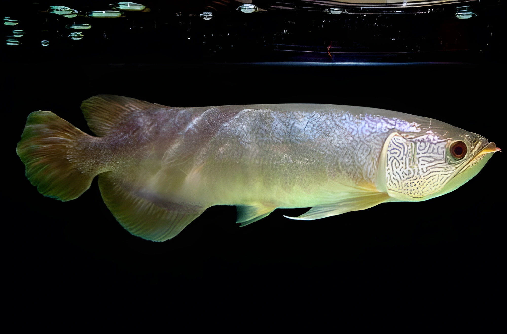 Fotografía del pez de acuario Arowana de Myanmar