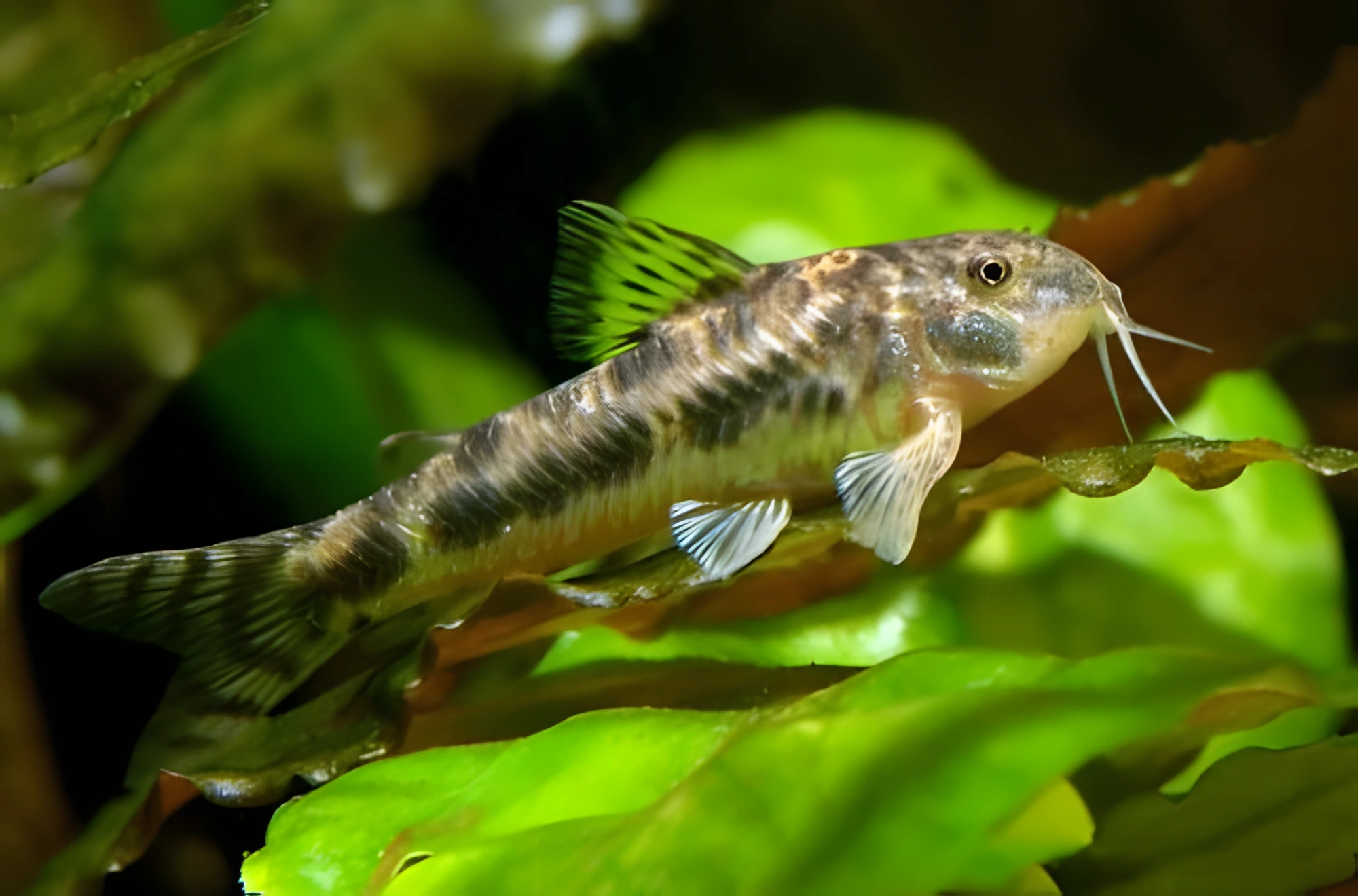 Fotografía del pez de acuario Aspidoras manchado