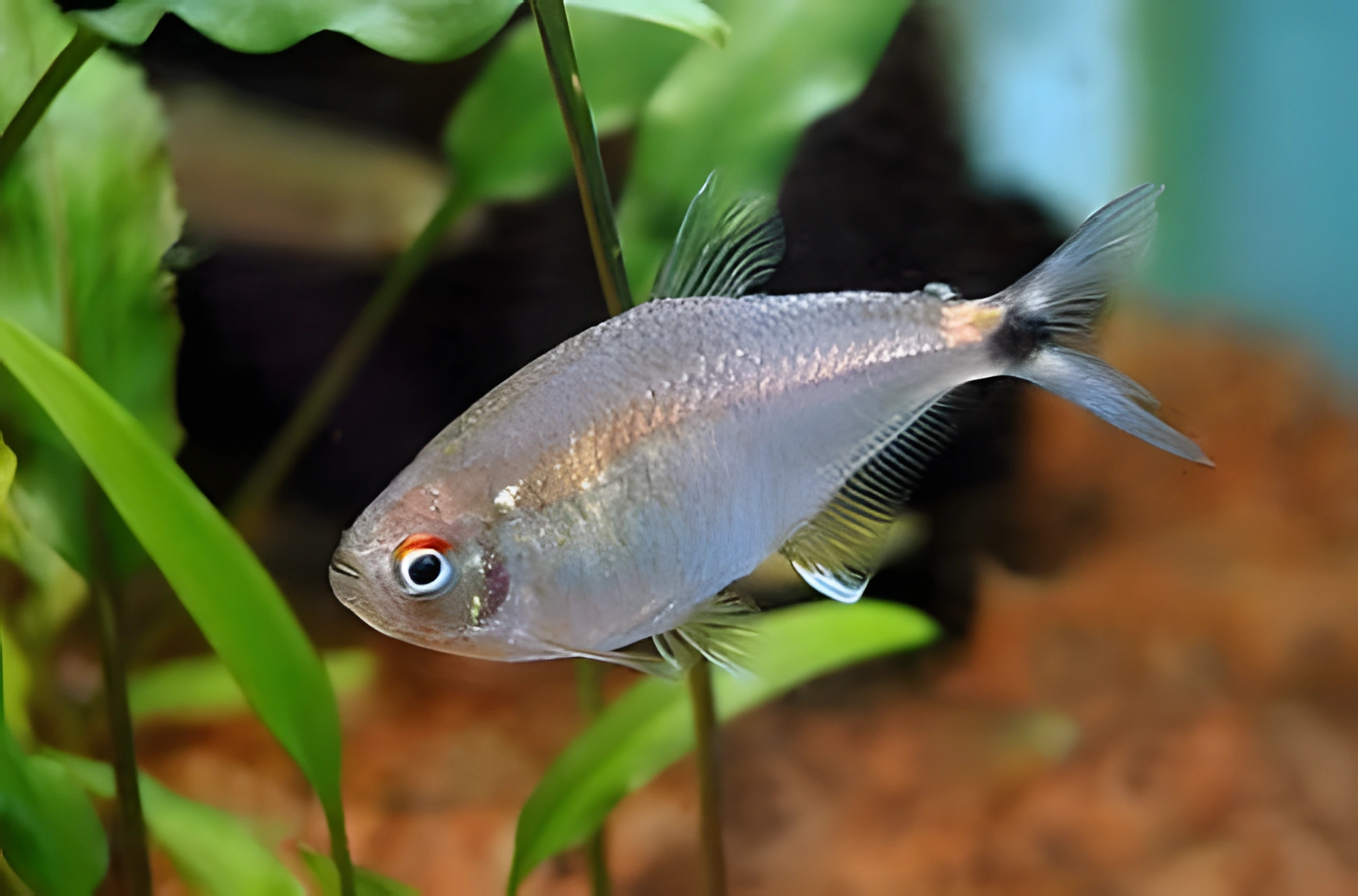 Fotografía del pez de acuario Astianax de dos puntos