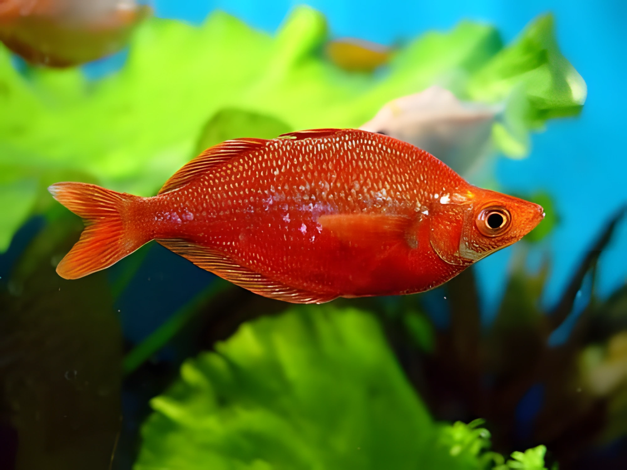 Fotografía del pez de acuario Pez arcoíris rojo