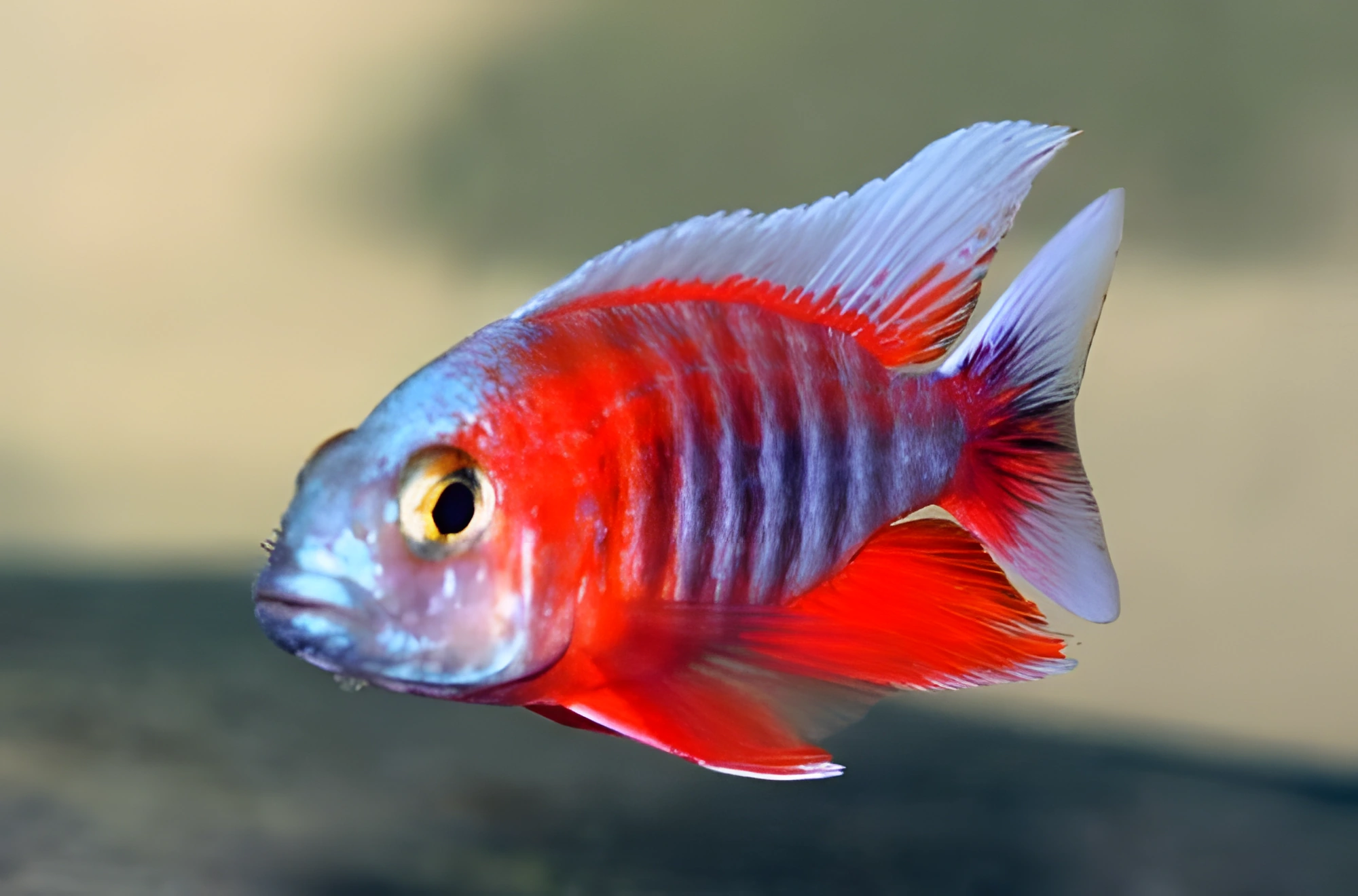 Fotografía del pez de acuario Aulonocara Eureka