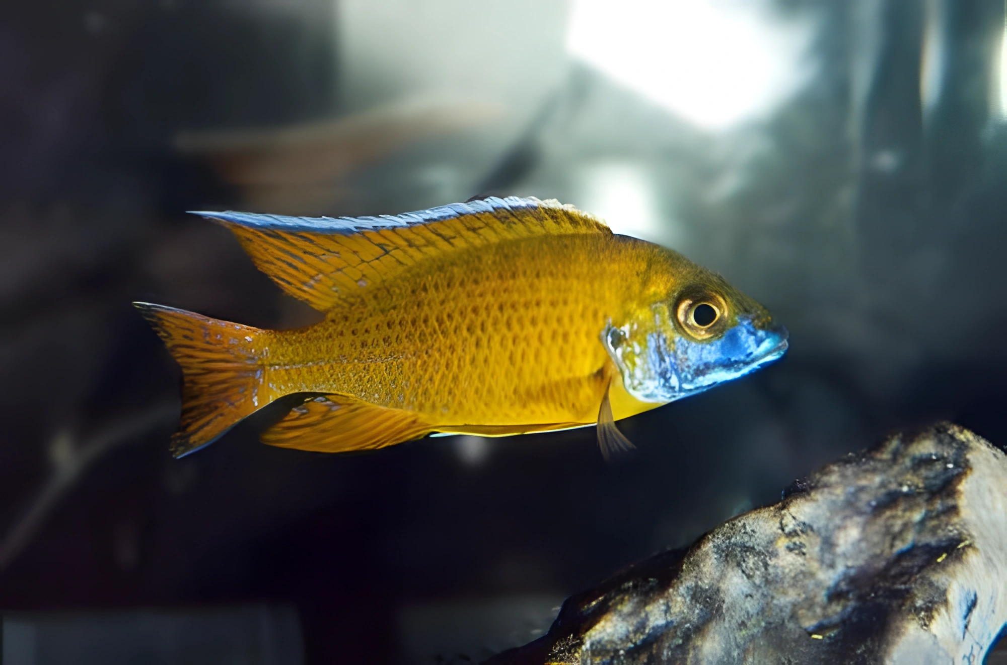 Fotografía del pez de acuario Aulonocara baenschi