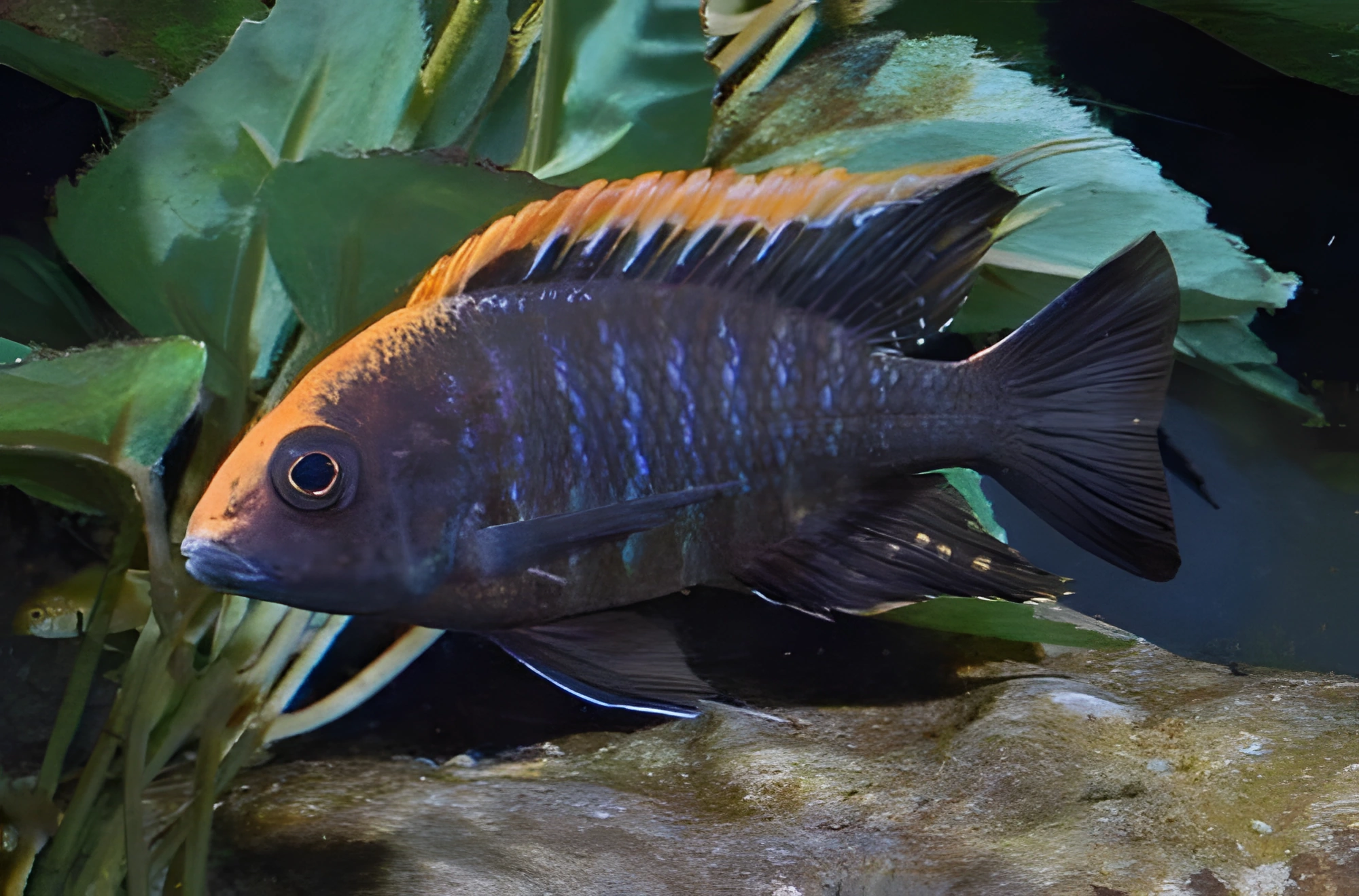 Fotografía del pez de acuario Aulonocara maylandi