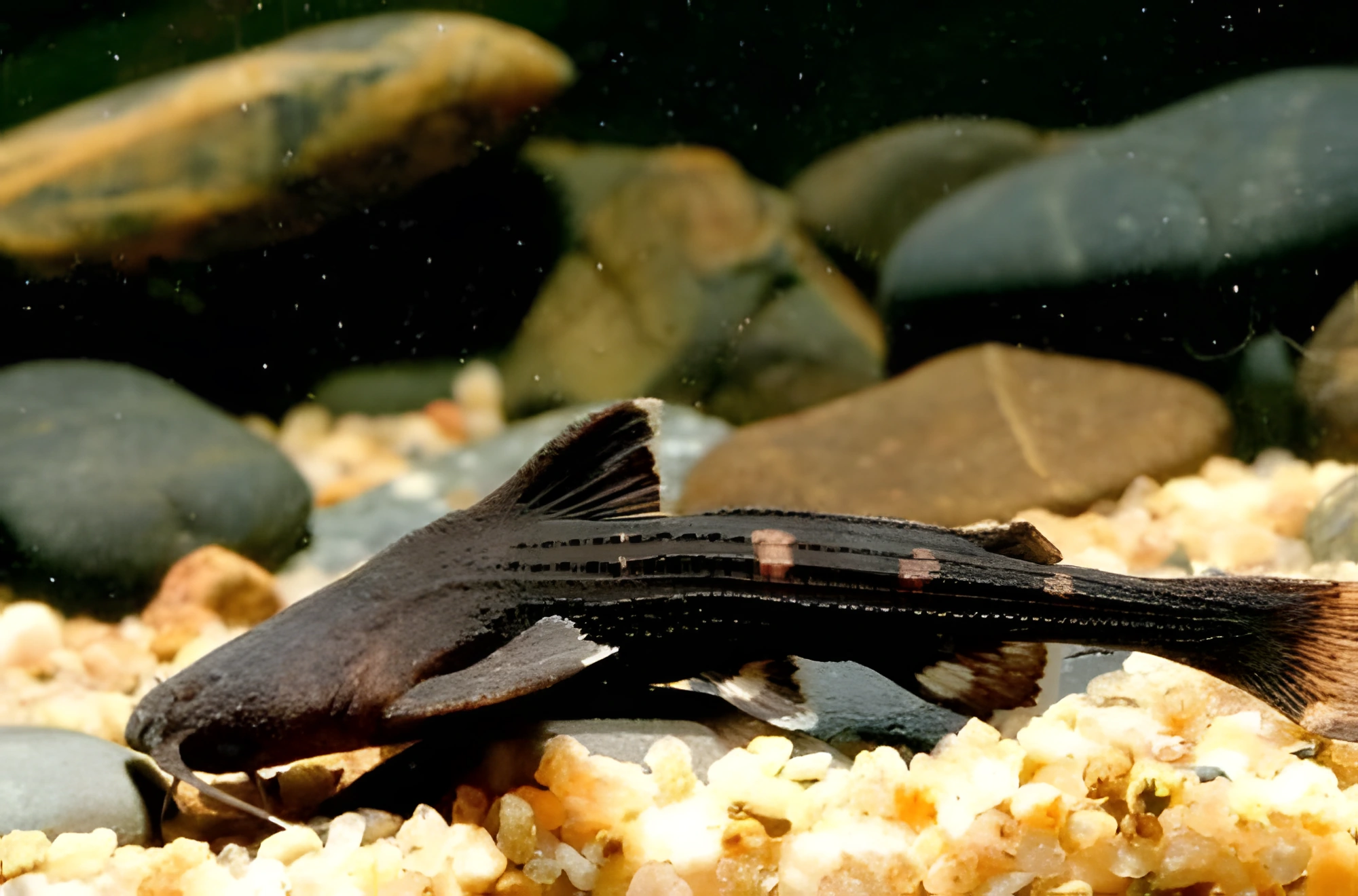 Fotografía del pez de acuario Pez gato banjo asiático
