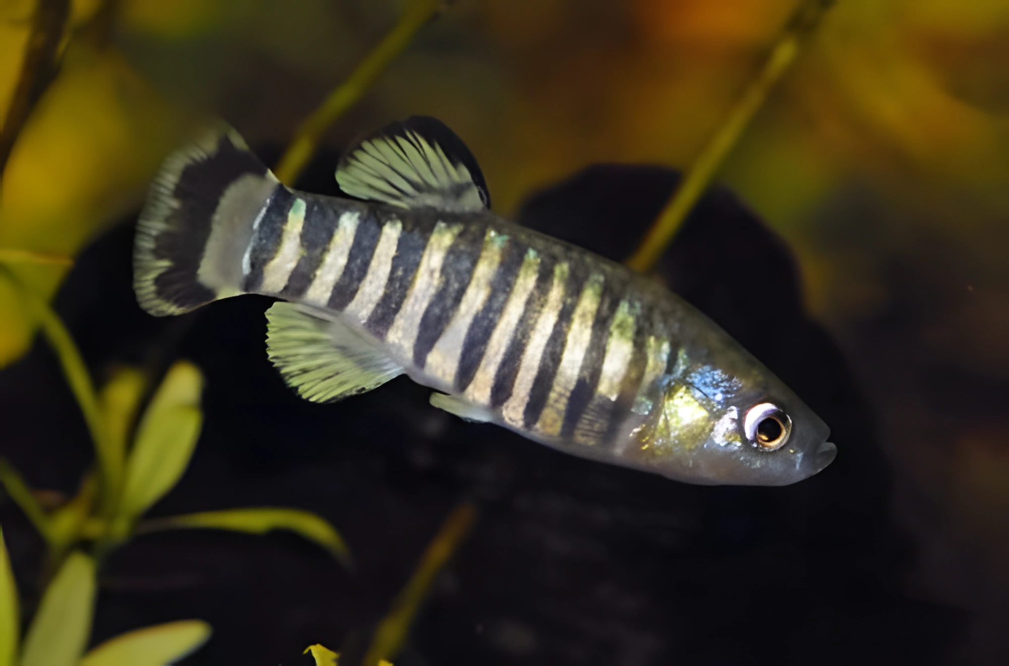 Fotografía del pez de acuario Ciprinodóntido de Azraq