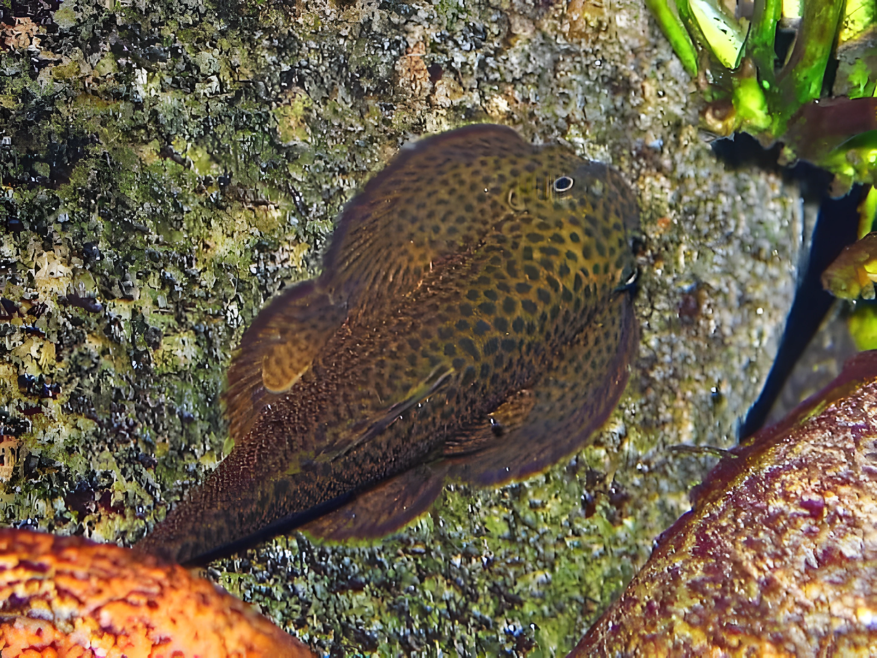 Fotografía del pez de acuario Locha mariposa