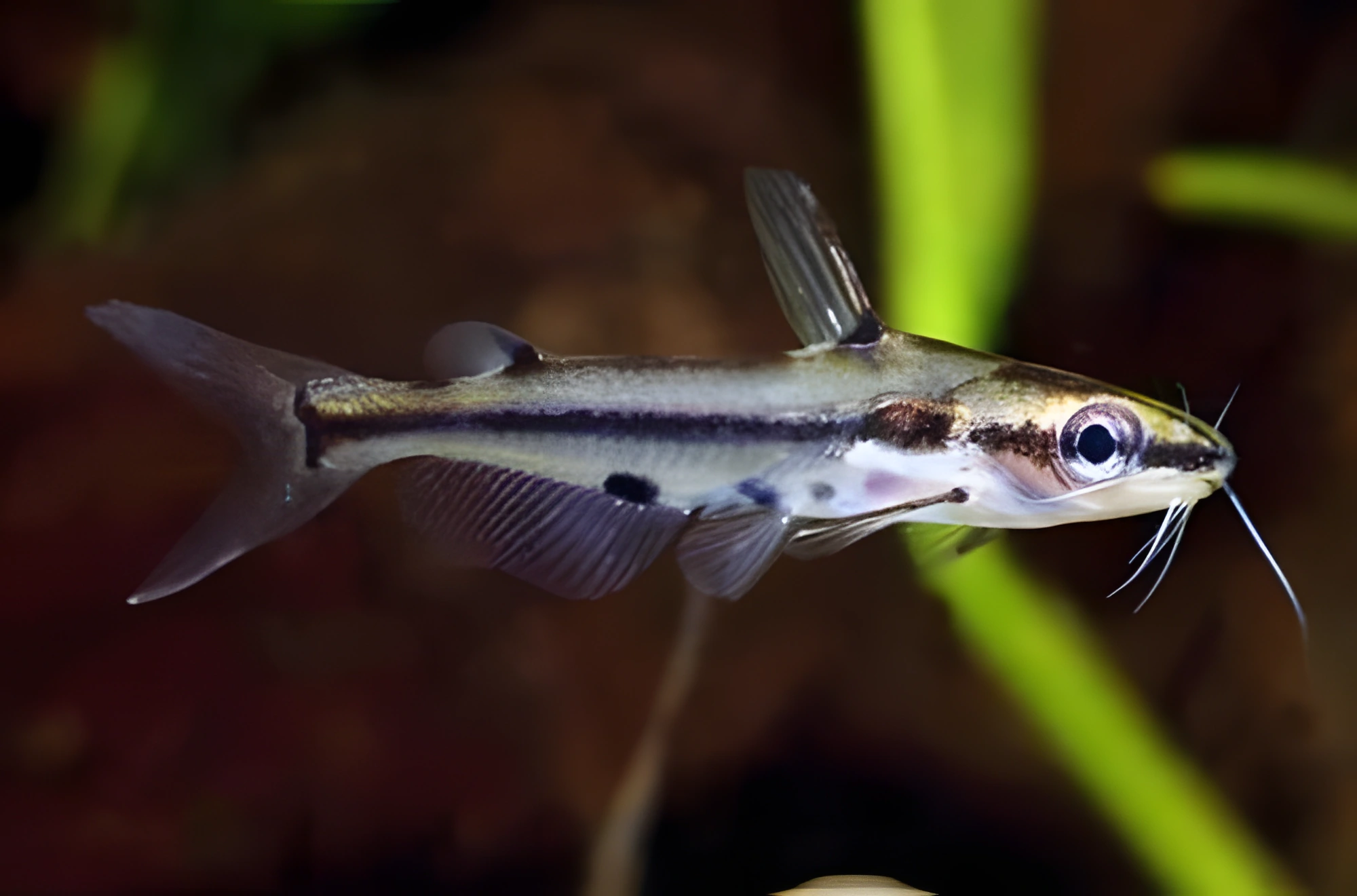 Fotografía del pez de acuario Pez gato de cristal ornamentado