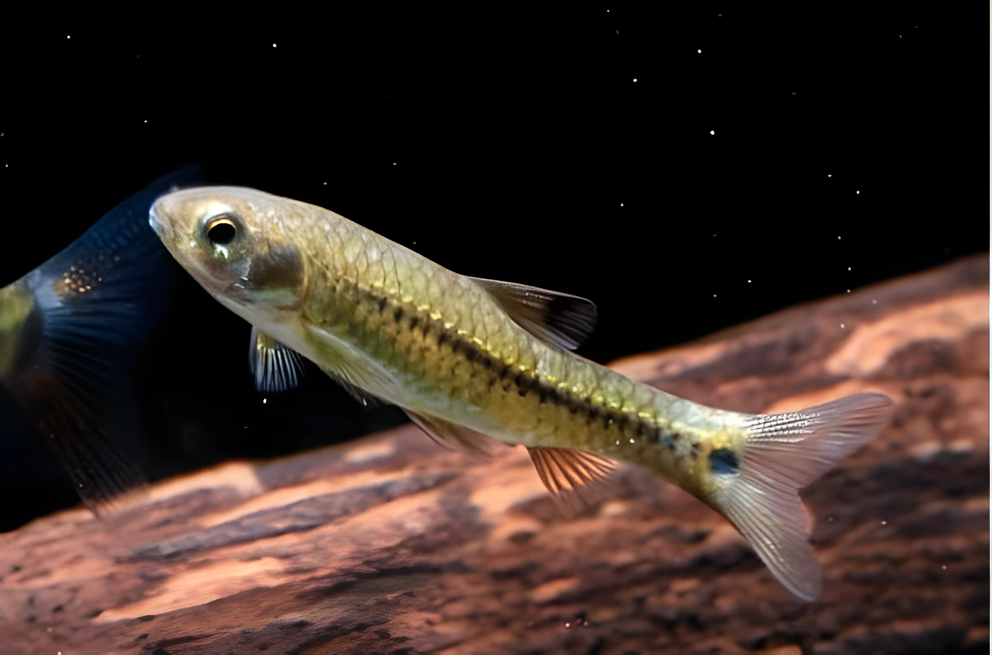 Fotografía del pez de acuario Barbo africano