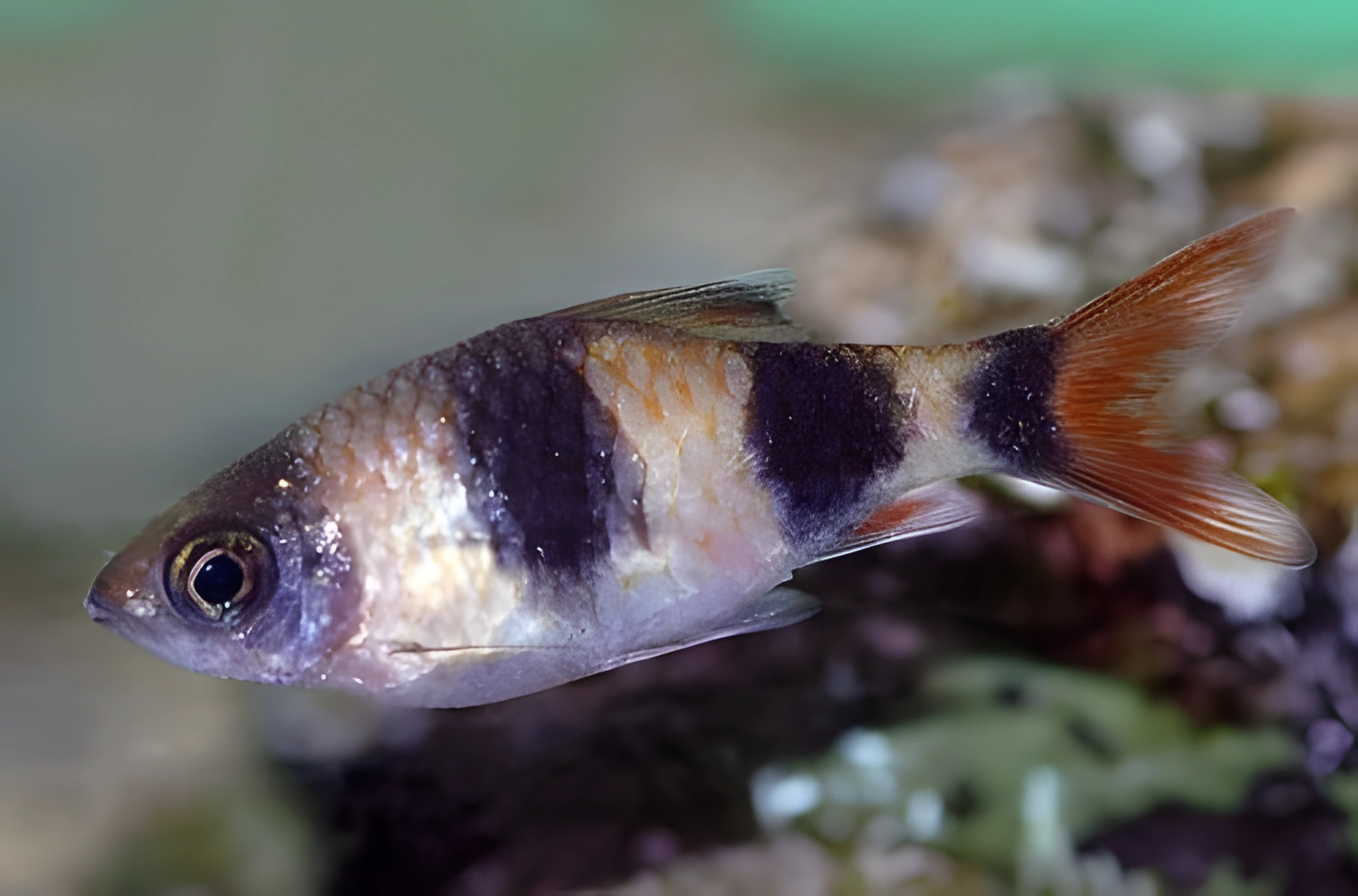 Fotografía del pez de acuario Barbodes arulius