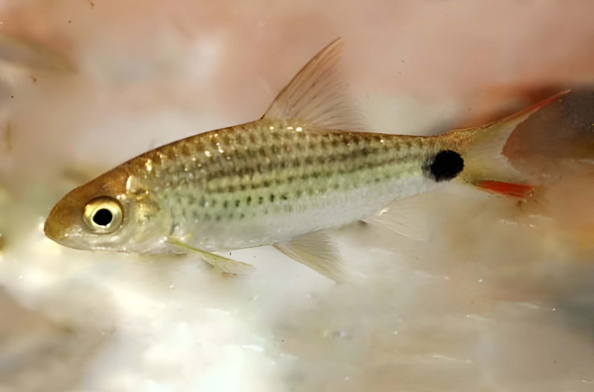 Fotografía del pez de acuario Barbo asoka