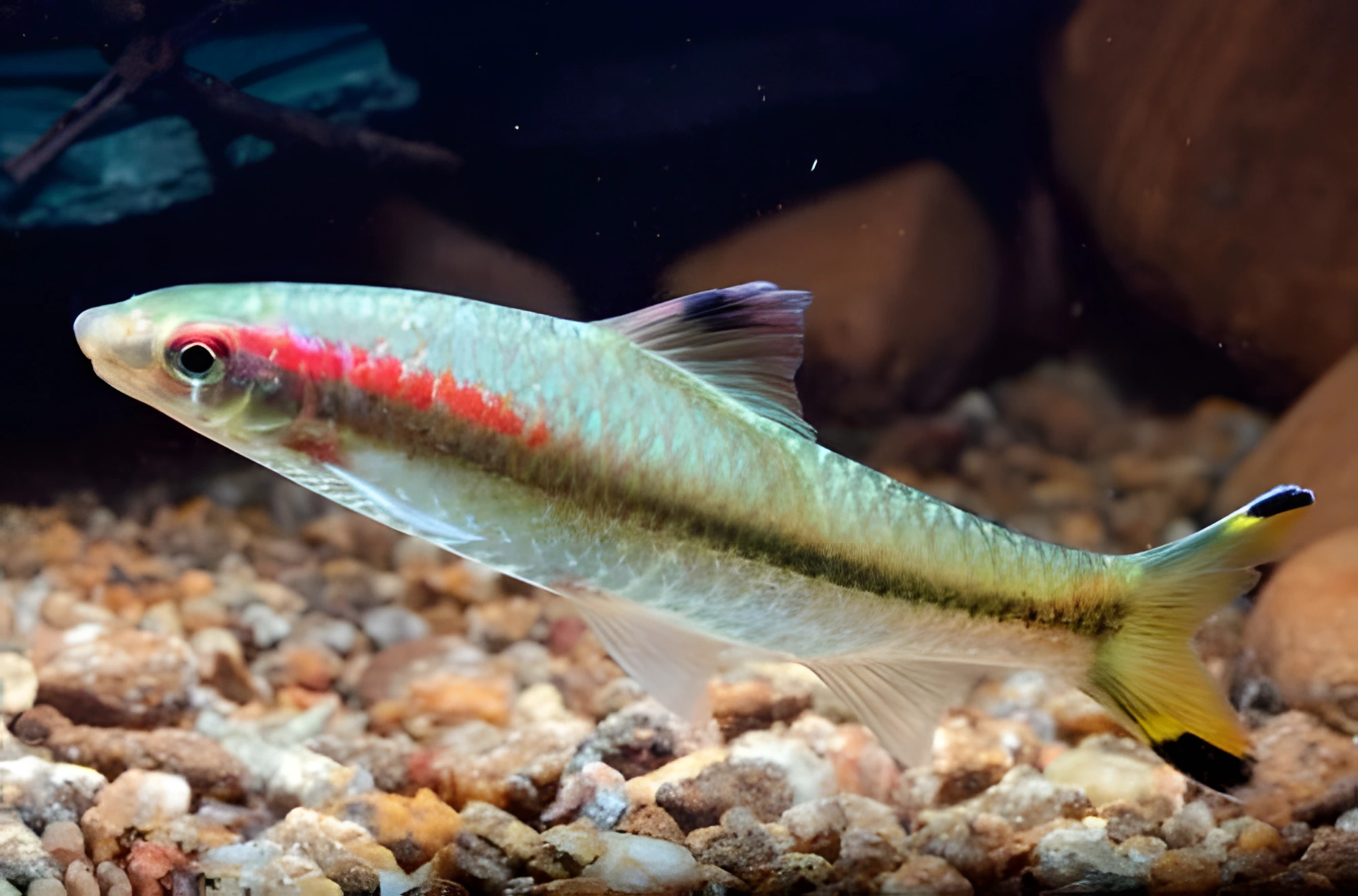 Fotografía del pez de acuario Barbo Chalakudi